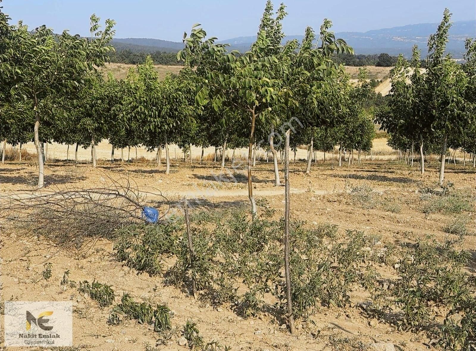 Asfalt'a 22m Cepheli Tel Örgülü 2333m2 Ceviz Bahçesi İnegöl 15dk - Görsel 18