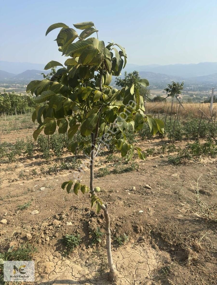 Asfalt'a 22m Cepheli Tel Örgülü 2333m2 Ceviz Bahçesi İnegöl 15dk - Görsel 10