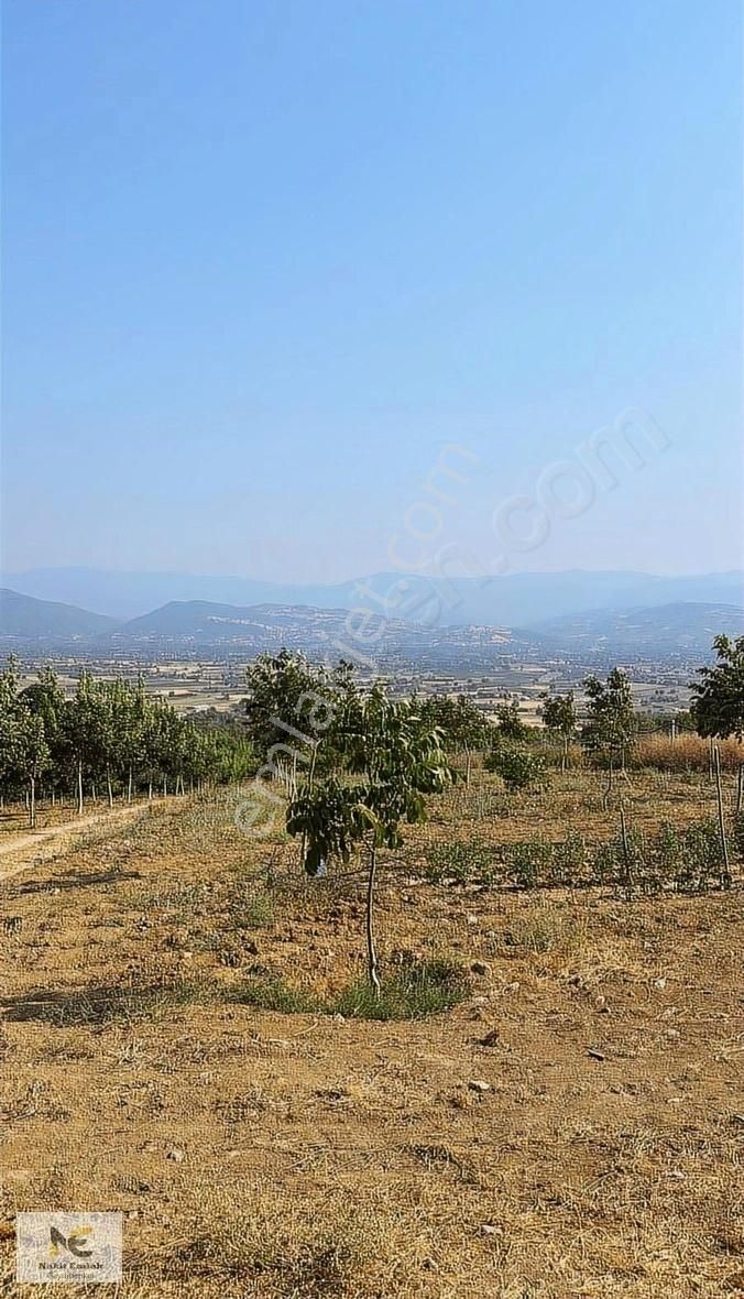 Asfalt'a 22m Cepheli Tel Örgülü 2333m2 Ceviz Bahçesi İnegöl 15dk - Görsel 19