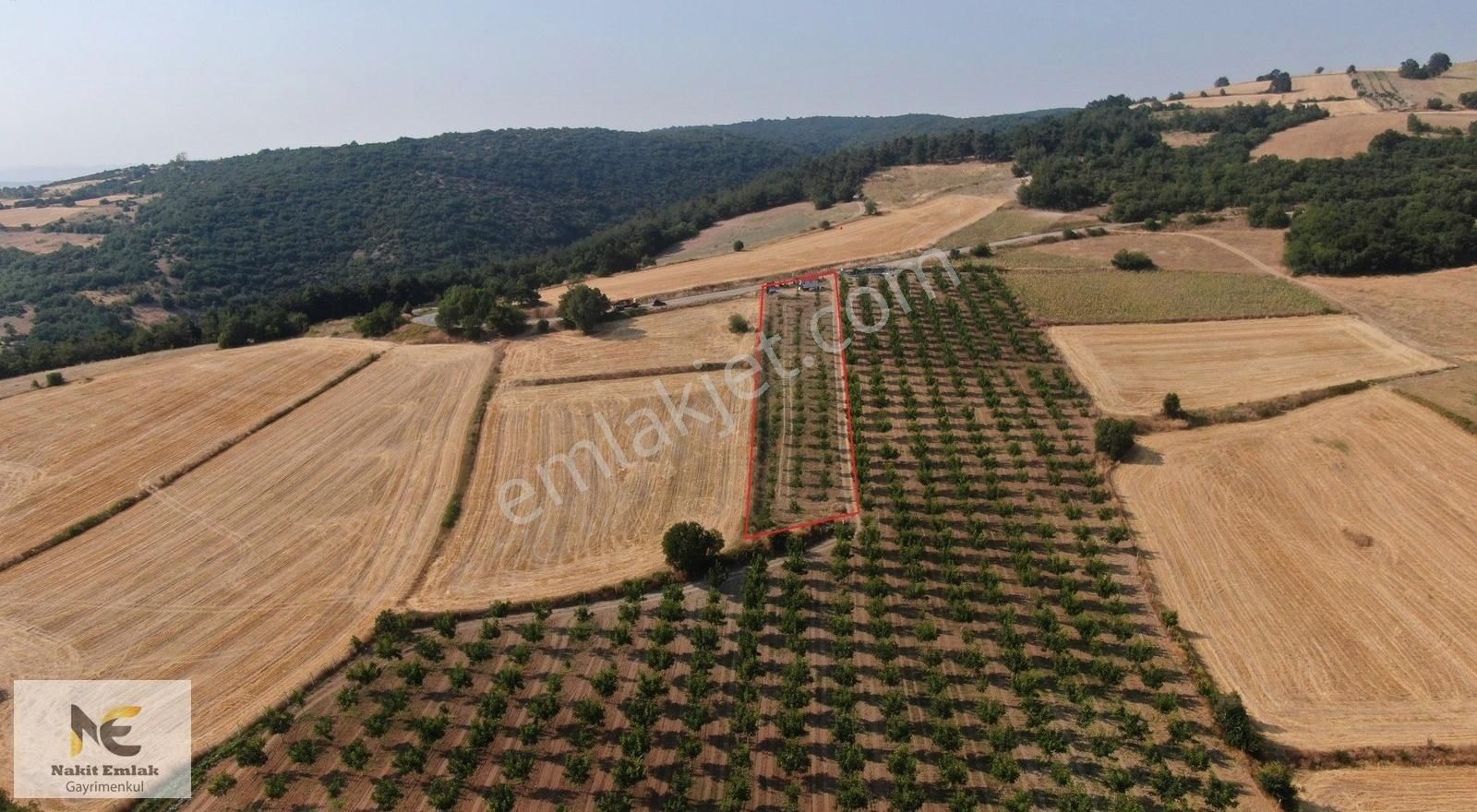 Asfalt'a 22m Cepheli Tel Örgülü 2333m2 Ceviz Bahçesi İnegöl 15dk - Görsel 11