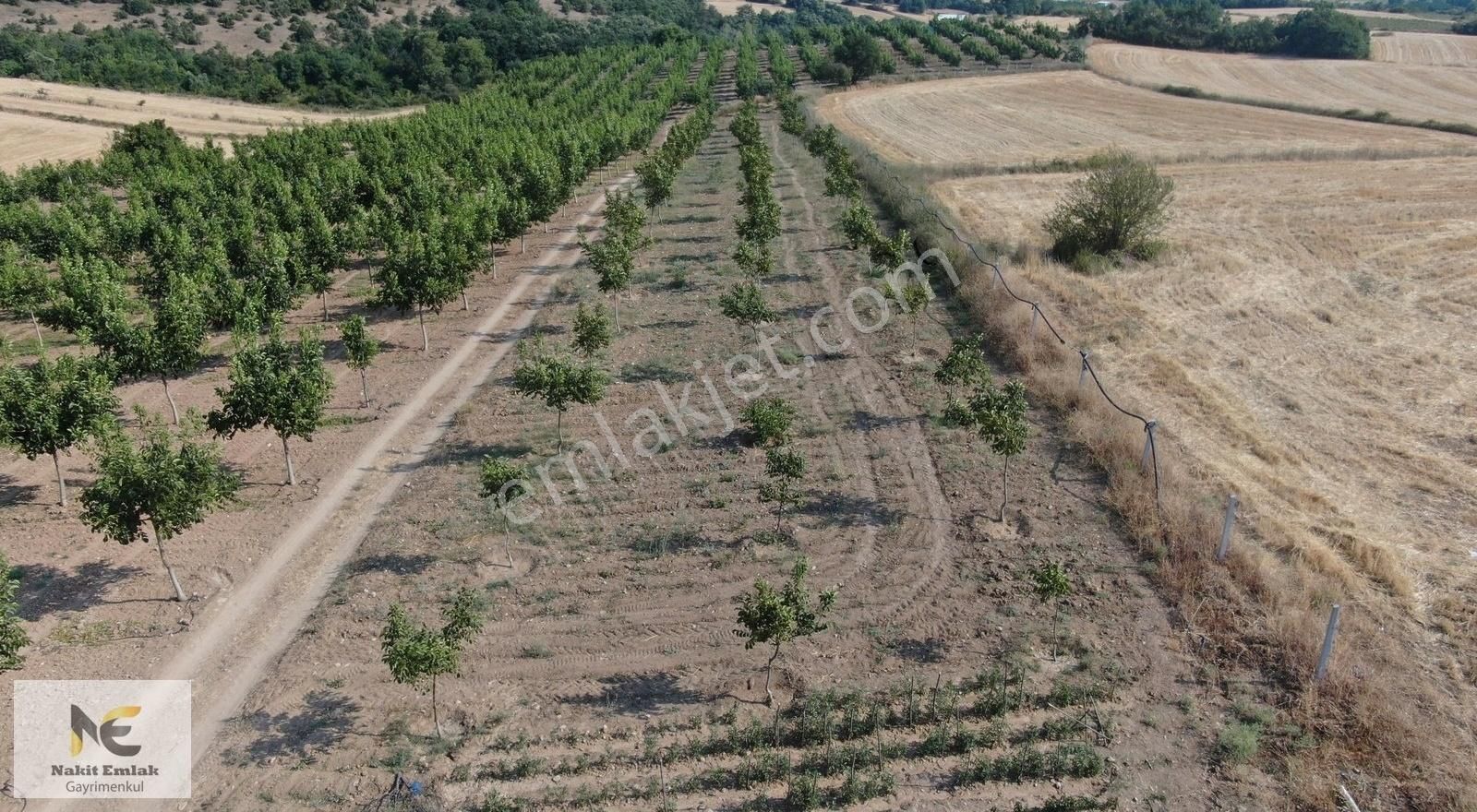 Asfalt'a 22m Cepheli Tel Örgülü 2333m2 Ceviz Bahçesi İnegöl 15dk - Görsel 2