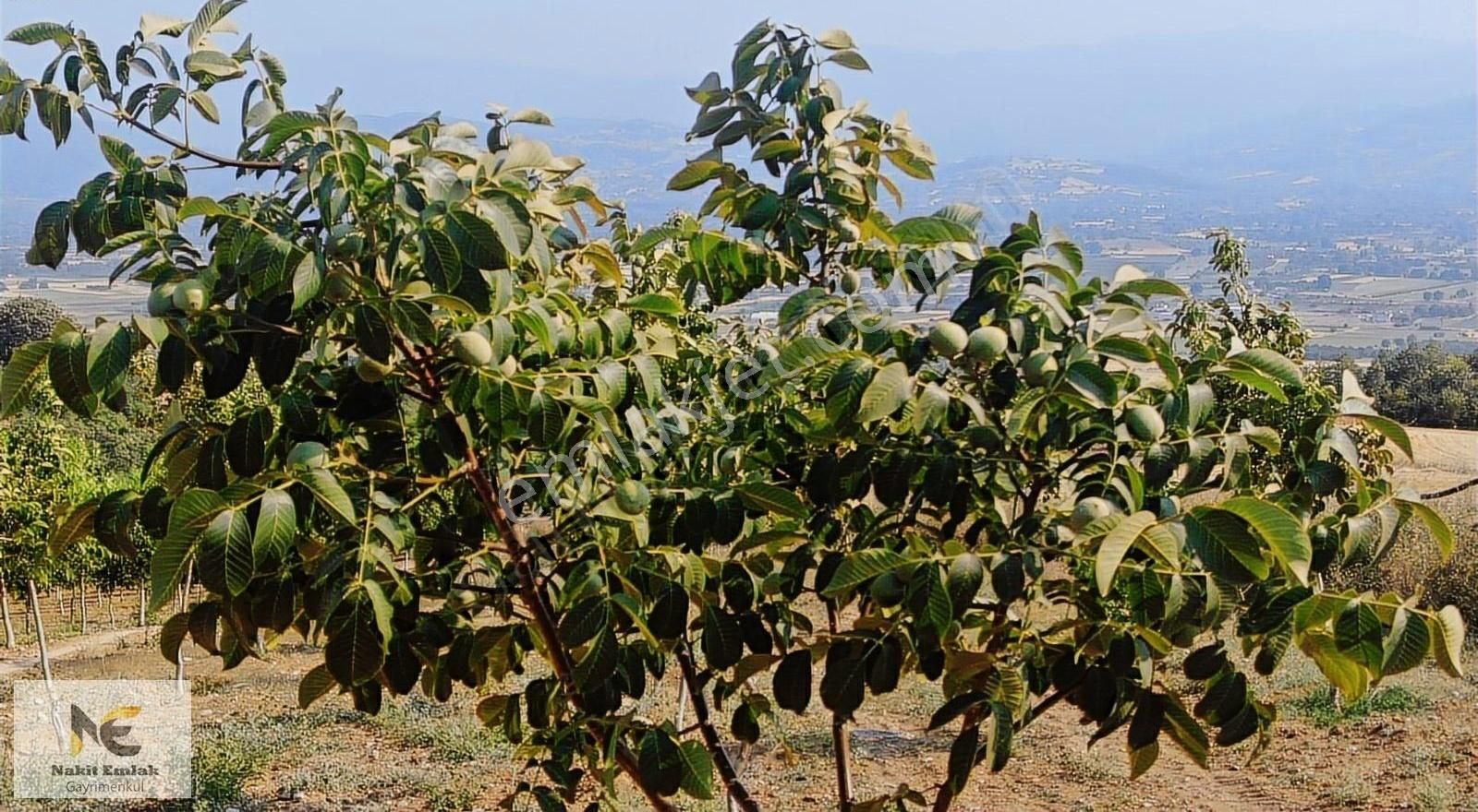 Asfalt'a 22m Cepheli Tel Örgülü 2333m2 Ceviz Bahçesi İnegöl 15dk - Görsel 15