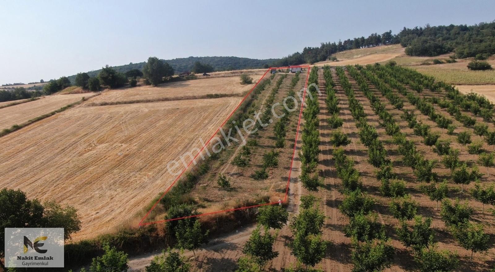 Asfalt'a 22m Cepheli Tel Örgülü 2333m2 Ceviz Bahçesi İnegöl 15dk - Görsel 12