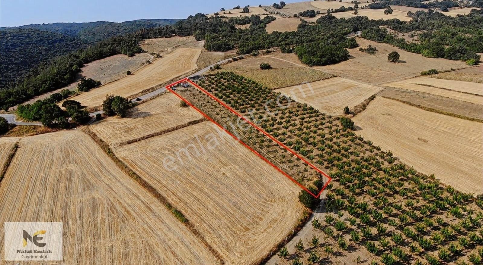 Asfalt'a 22m Cepheli Tel Örgülü 2333m2 Ceviz Bahçesi İnegöl 15dk - Görsel 14