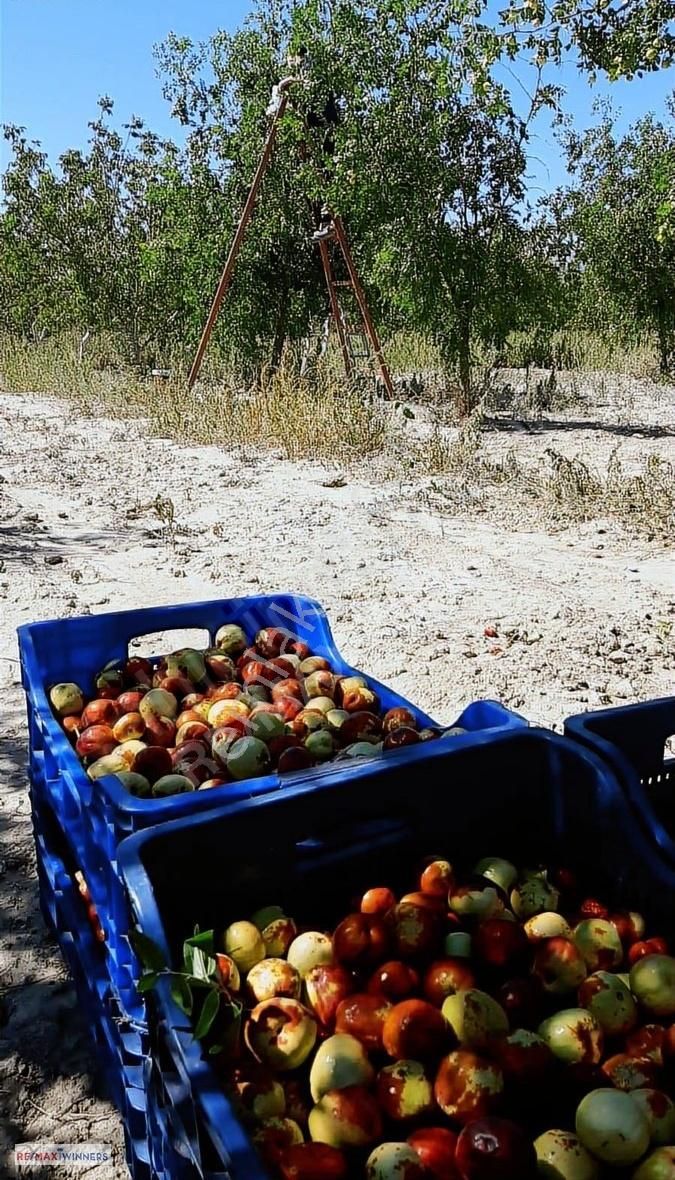 Antalya Korkuteli Garipçe Satılık 13.847m² Verimli Meyve Bahçesi - Görsel 17