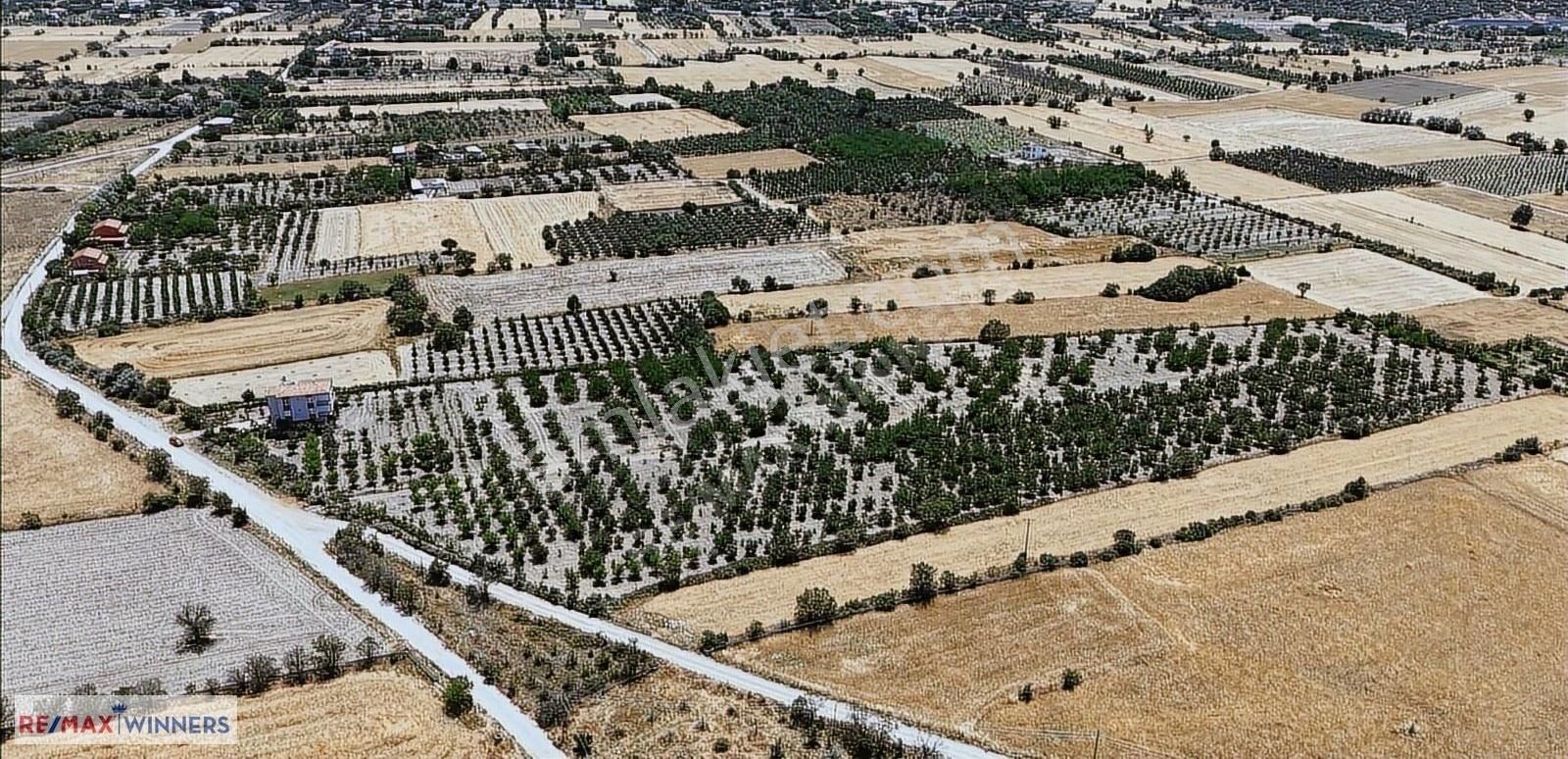 Antalya Korkuteli Garipçe Satılık 13.847m² Verimli Meyve Bahçesi - Görsel 4