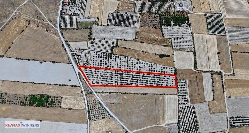 Antalya Korkuteli Garipçe Satılık 13.847m² Verimli Meyve Bahçesi - Görsel 13