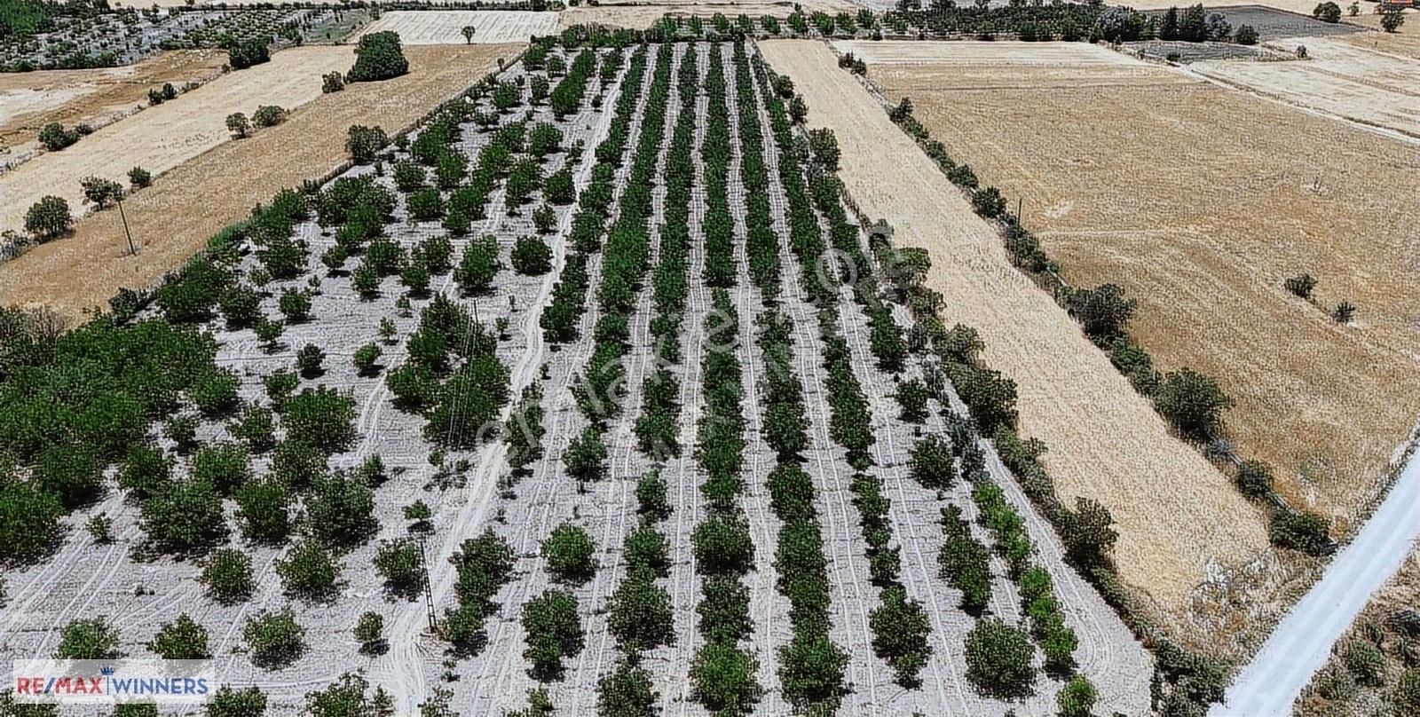 Antalya Korkuteli Garipçe Satılık 13.847m² Verimli Meyve Bahçesi - Görsel 16