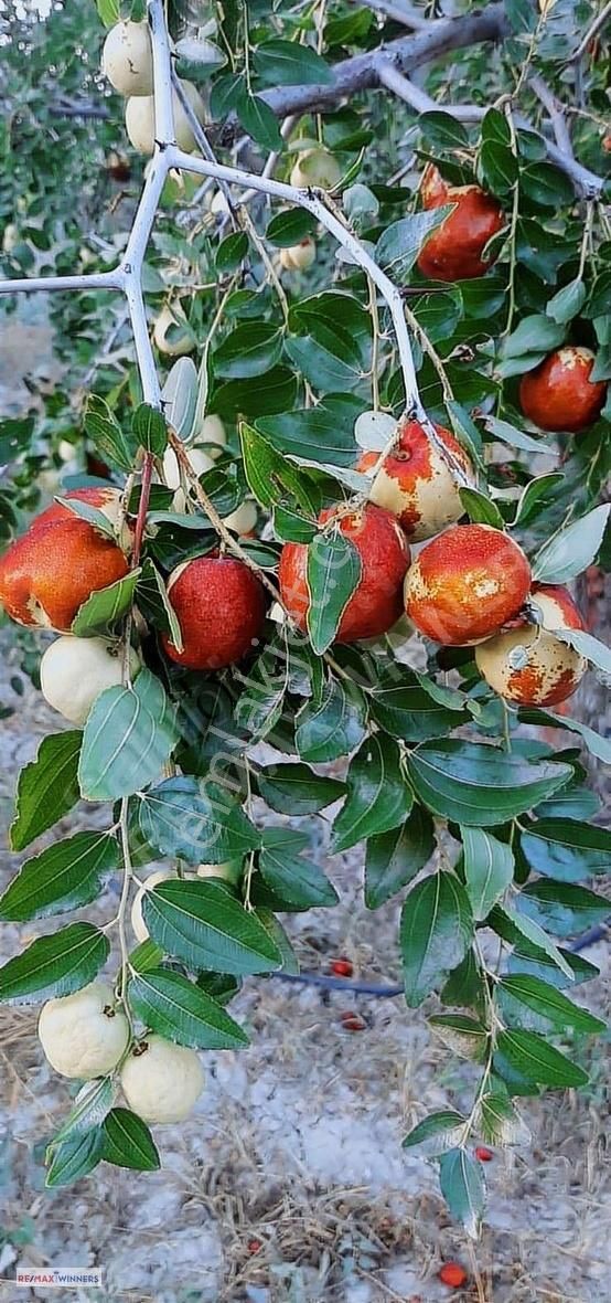 Antalya Korkuteli Garipçe Satılık 13.847m² Verimli Meyve Bahçesi - Görsel 9