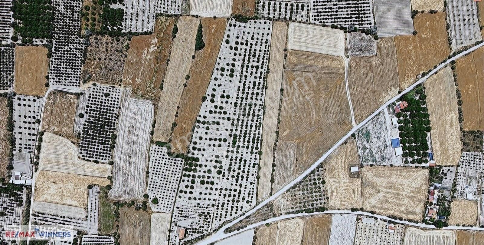 Antalya Korkuteli Garipçe Satılık 13.847m² Verimli Meyve Bahçesi - Görsel 3