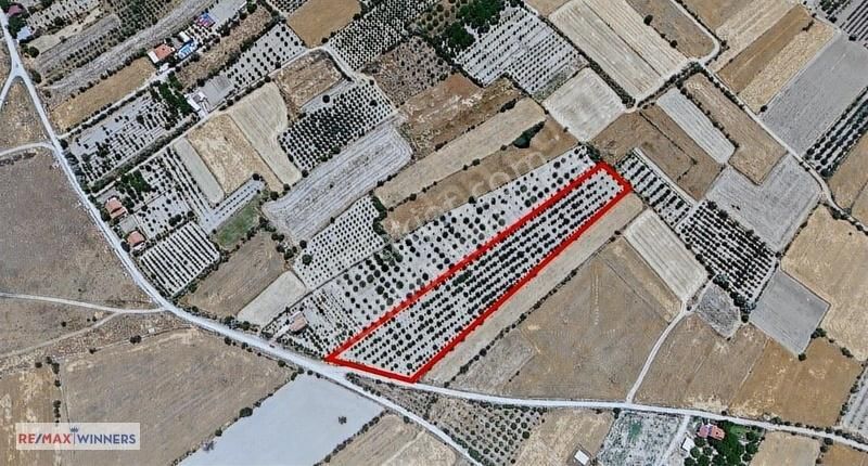 Antalya Korkuteli Garipçe Satılık 13.847m² Verimli Meyve Bahçesi - Görsel 14