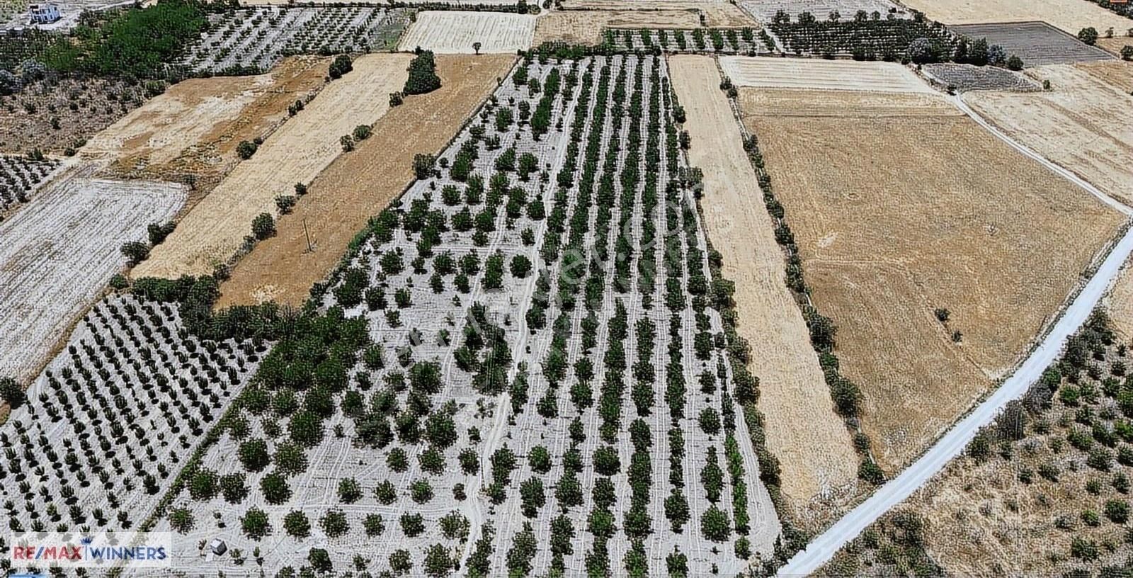 Antalya Korkuteli Garipçe Satılık 13.847m² Verimli Meyve Bahçesi - Görsel 8