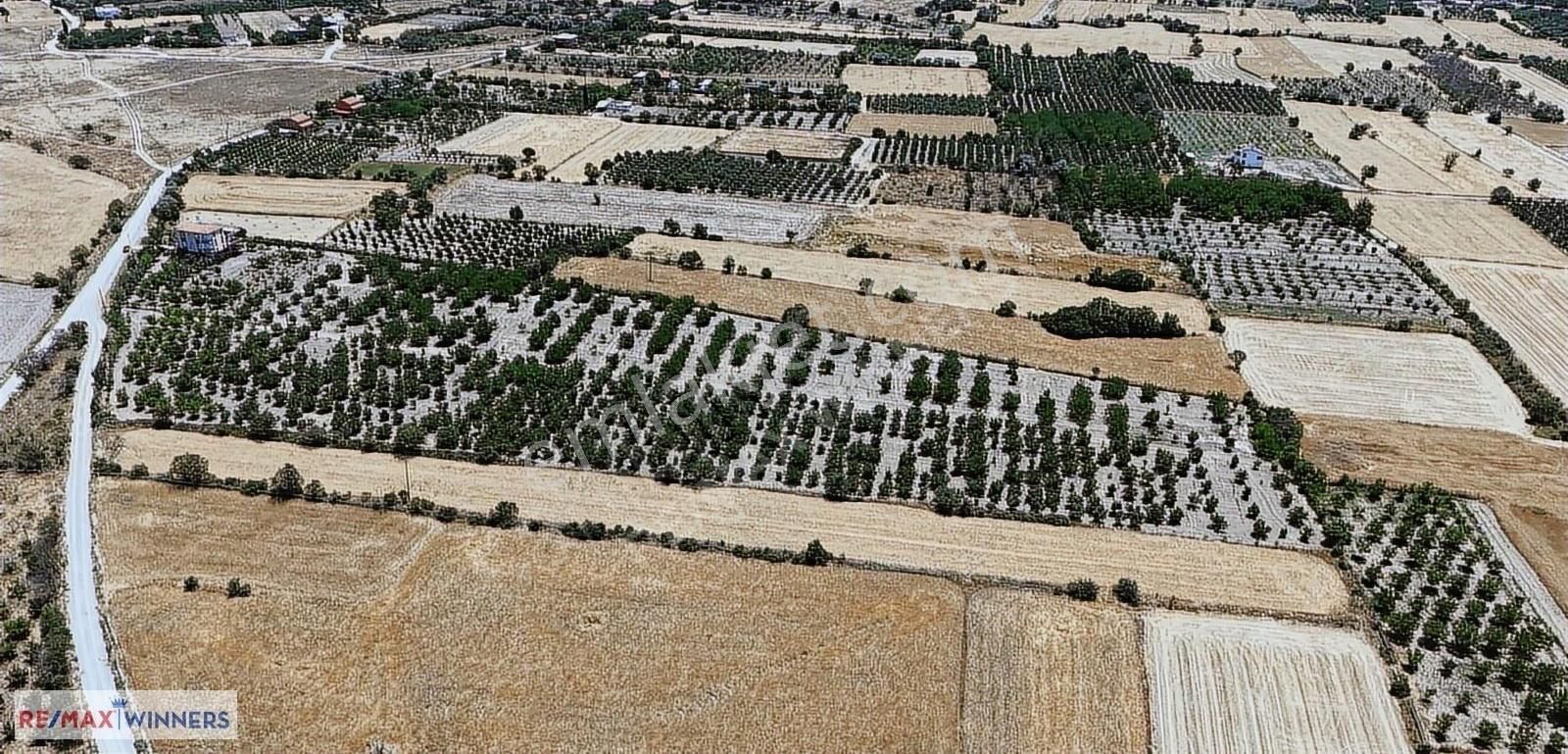 Antalya Korkuteli Garipçe Satılık 13.847m² Verimli Meyve Bahçesi - Görsel 7