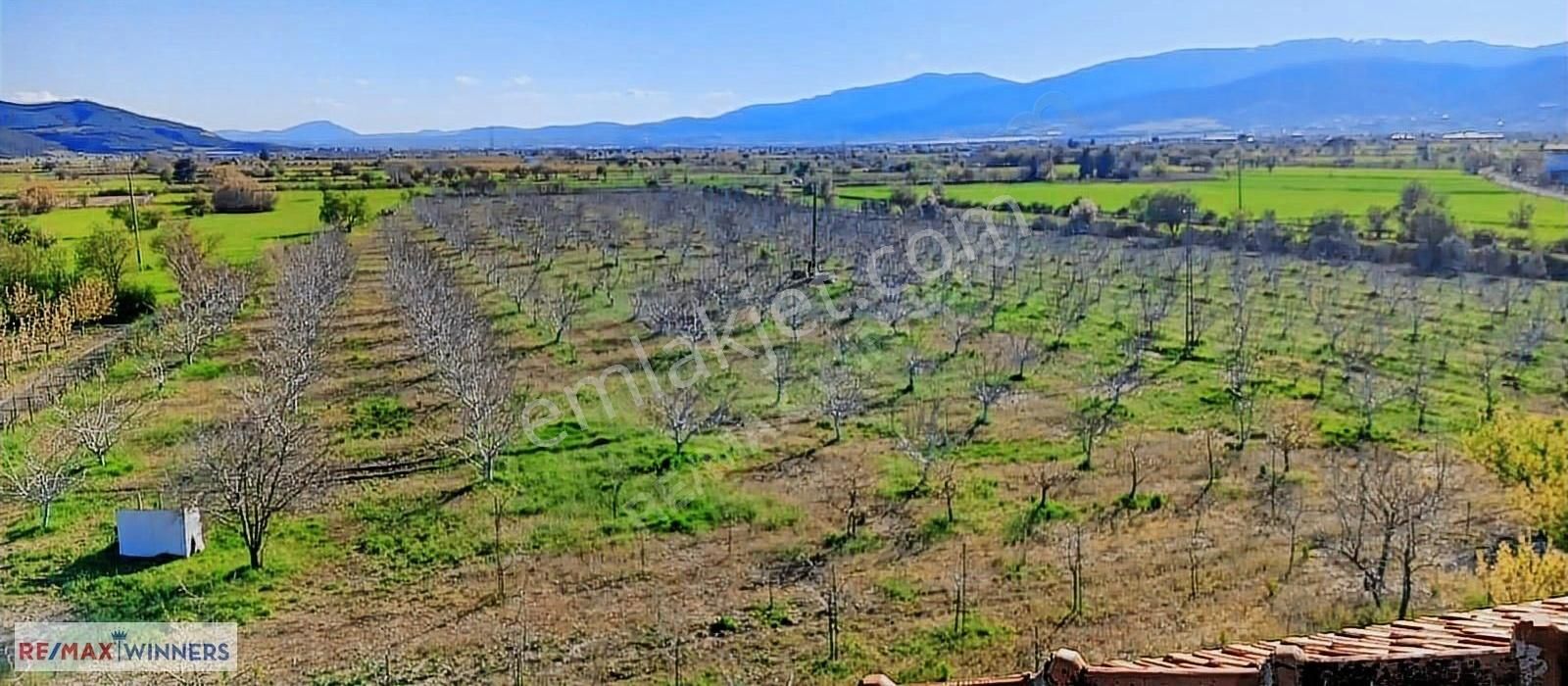 Antalya Korkuteli Garipçe Satılık 13.847m² Verimli Meyve Bahçesi - Görsel 2