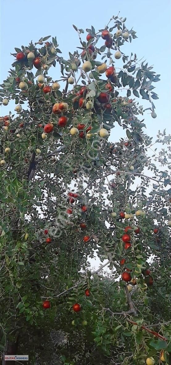 Antalya Korkuteli Garipçe Satılık 13.847m² Verimli Meyve Bahçesi - Görsel 18