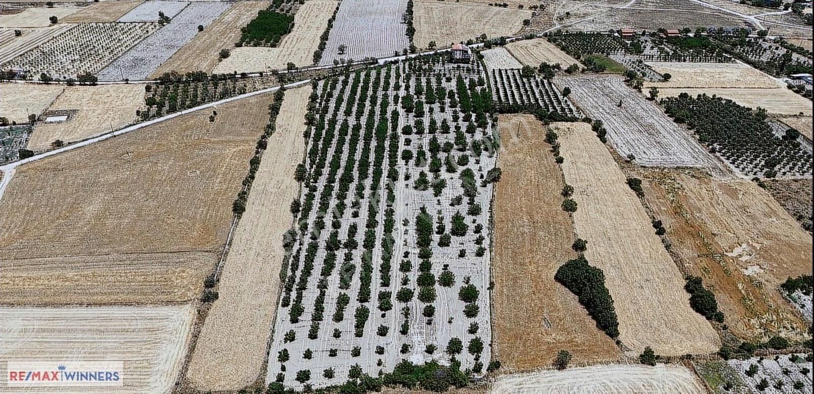 Antalya Korkuteli Garipçe Satılık 13.847m² Verimli Meyve Bahçesi - Görsel 15