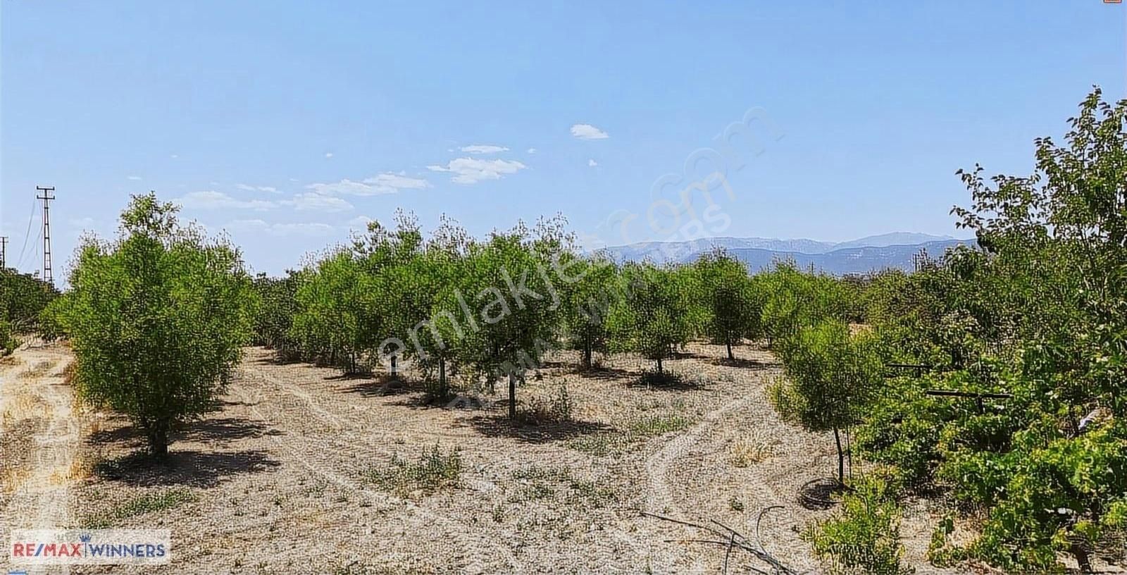 Antalya Korkuteli Garipçe Satılık 13.847m² Verimli Meyve Bahçesi - Görsel 12