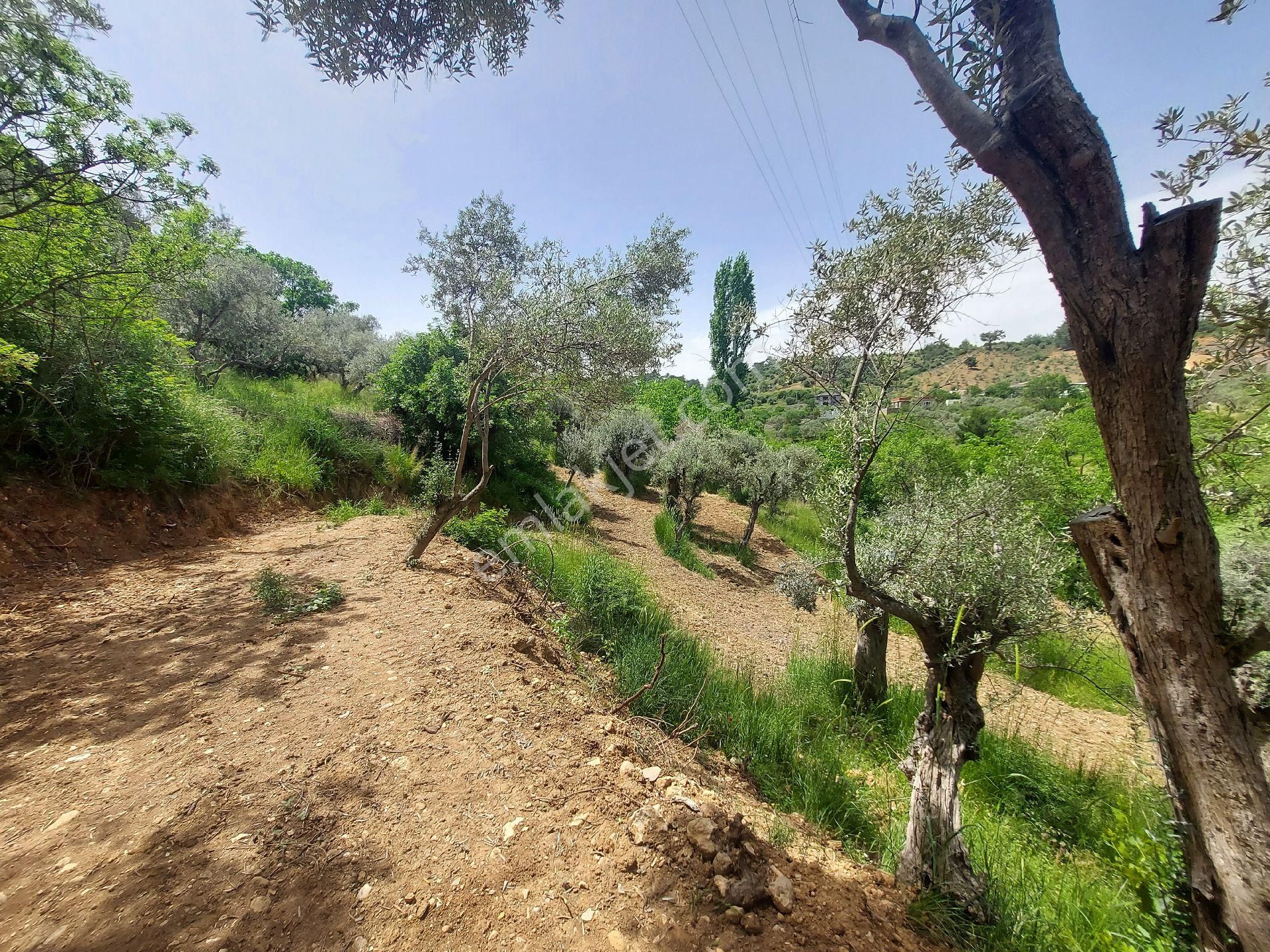 Izmır Kemalpaşa Yukarıkızılca Köy Merkezinde Satılık Bahçe - Görsel 8