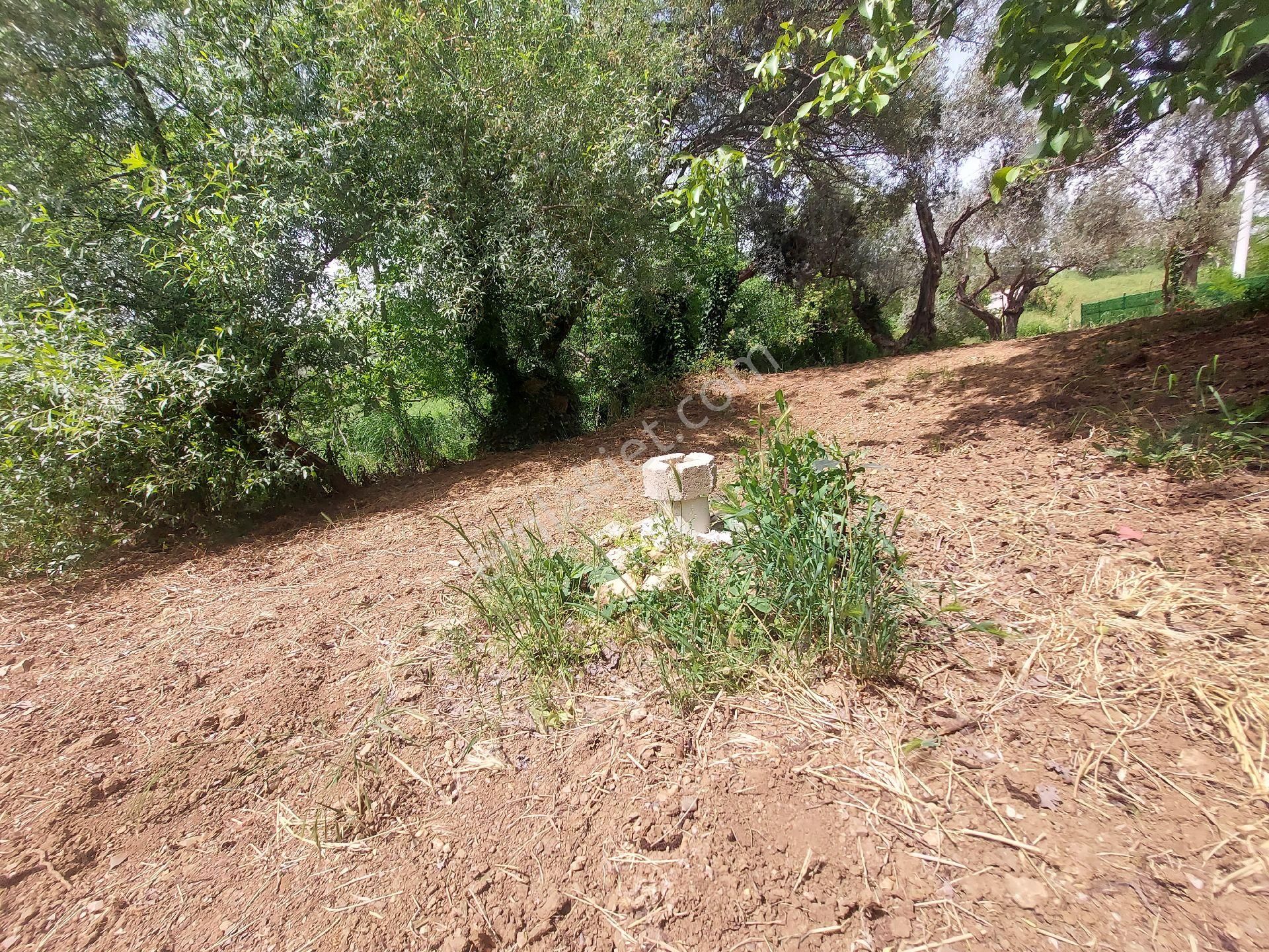 Izmır Kemalpaşa Yukarıkızılca Köy Merkezinde Satılık Bahçe - Görsel 5