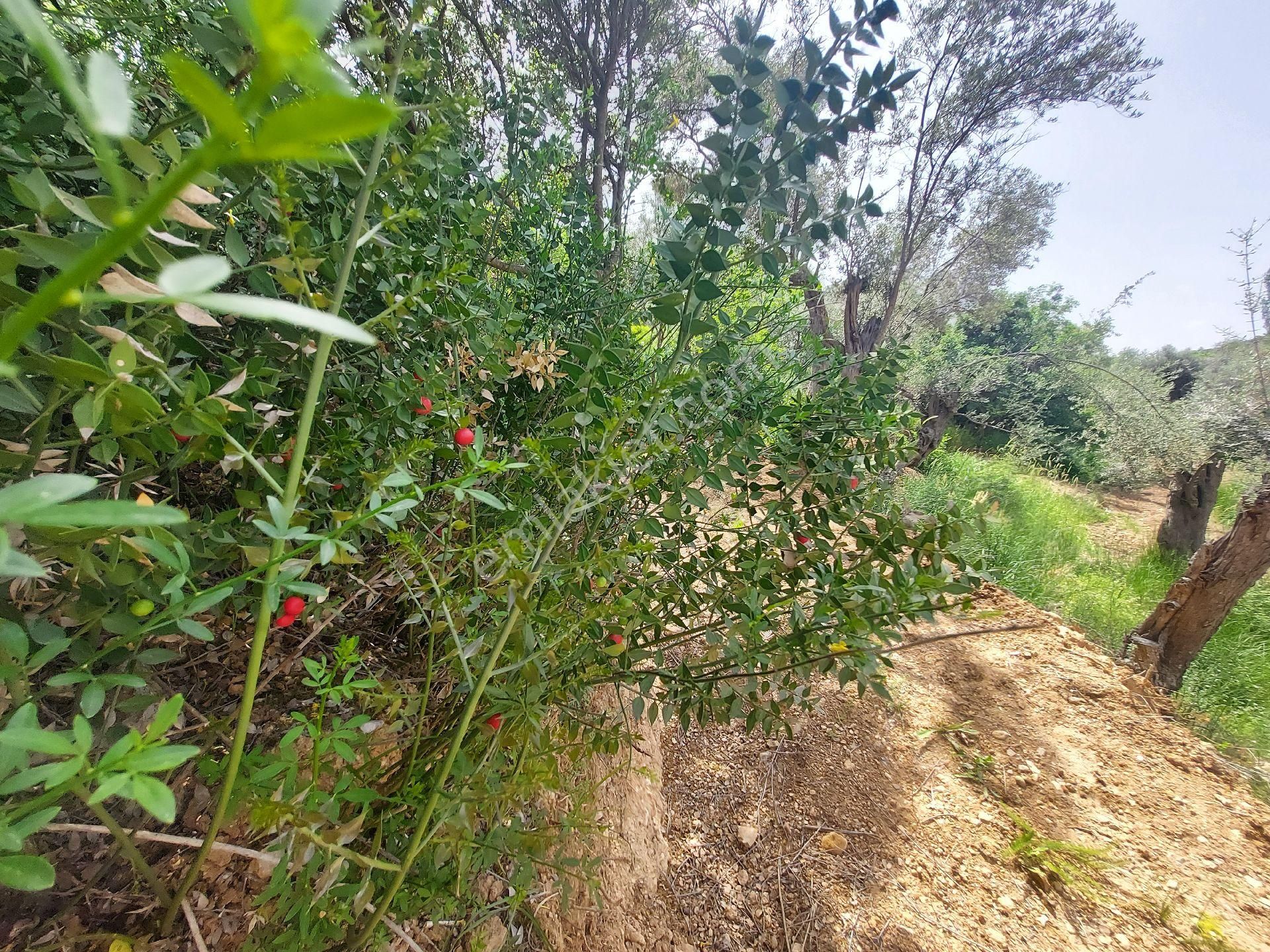 Izmır Kemalpaşa Yukarıkızılca Köy Merkezinde Satılık Bahçe - Görsel 20