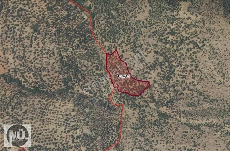 Balıkesir Burhaniye Yaylacık Mahallesi 8293 M2 Zeytinlik - Görsel 7