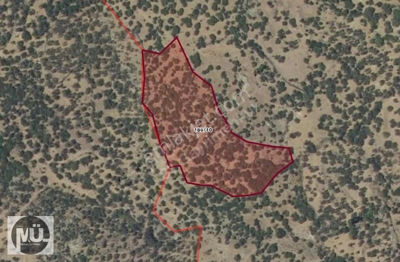 Balıkesir Burhaniye Yaylacık Mahallesi 8293 M2 Zeytinlik - Görsel 3