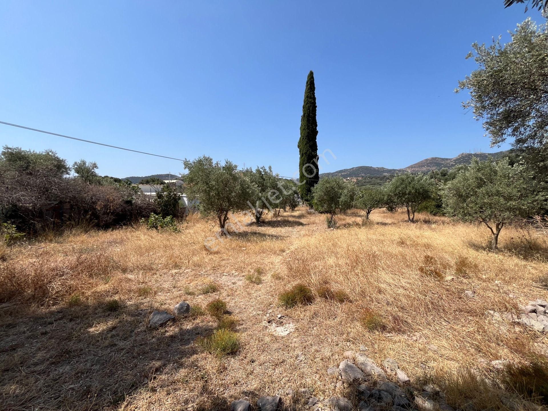 Bodrum Ortakent'te Satılık Tarla - Görsel 5