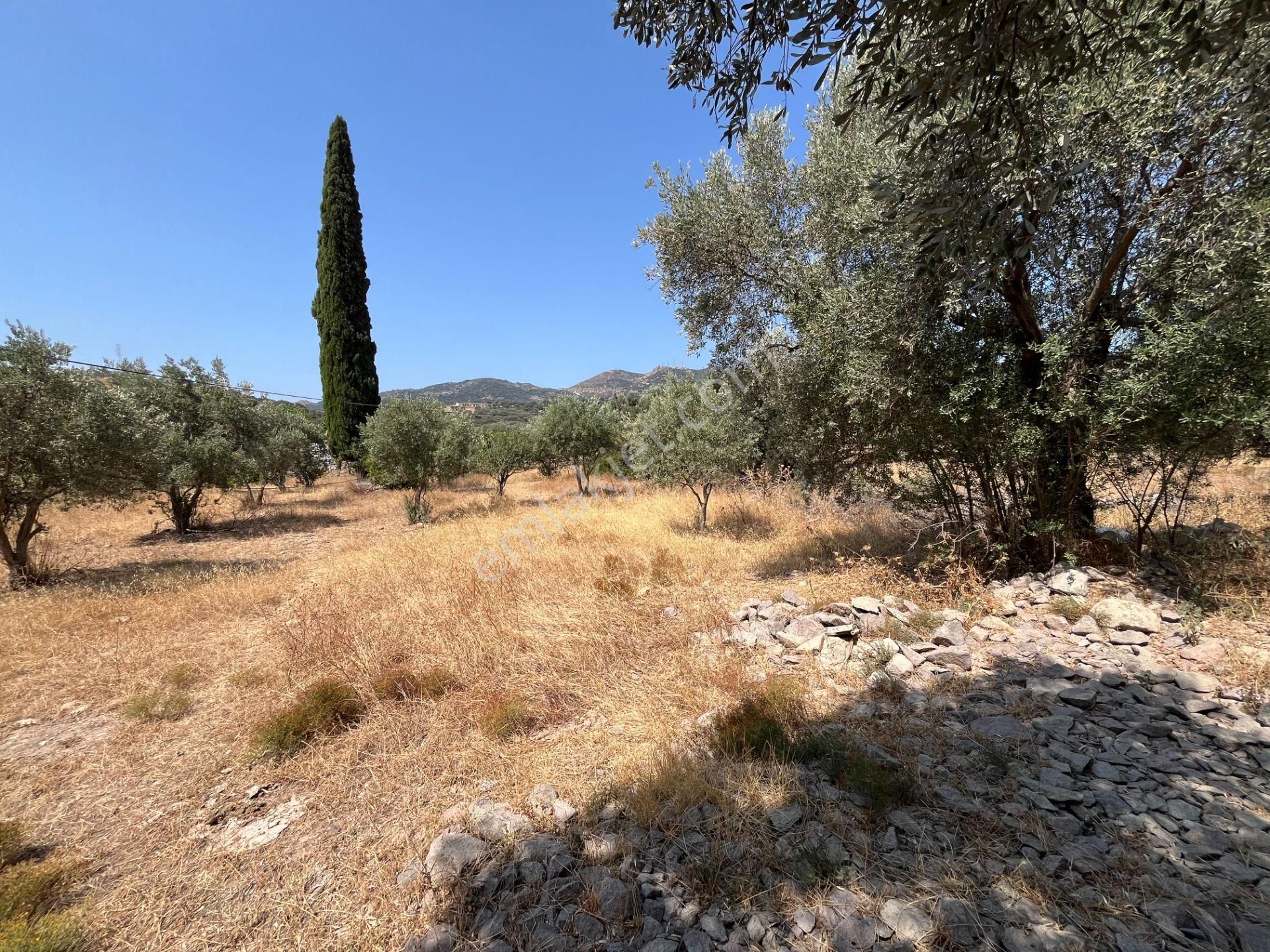 Bodrum Ortakent'te Satılık Tarla - Görsel 3