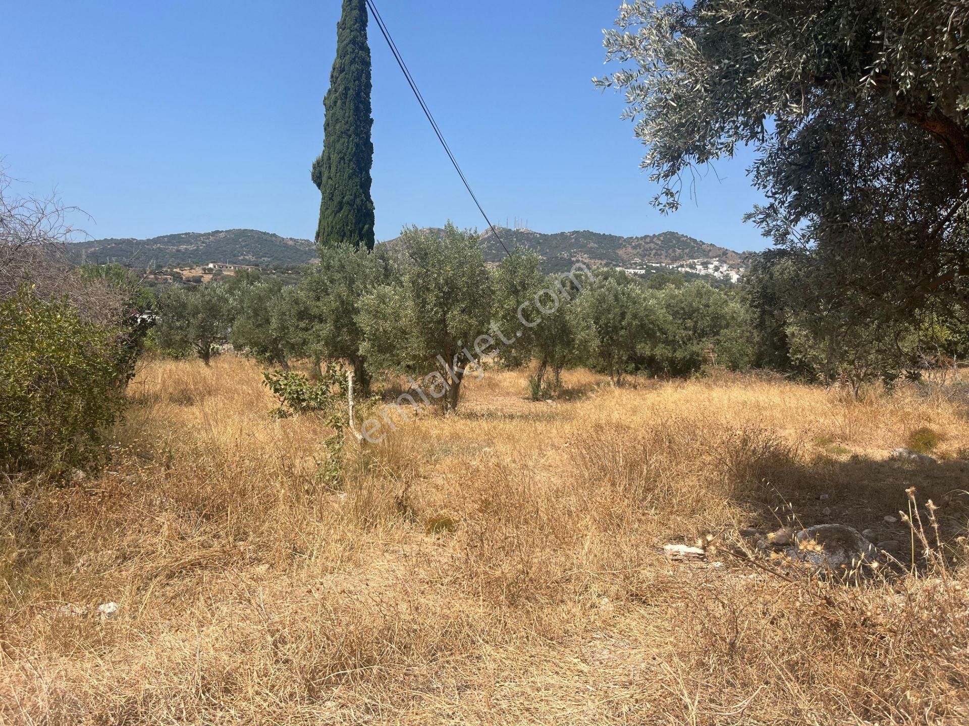 Bodrum Ortakent'te Satılık Tarla - Görsel 4