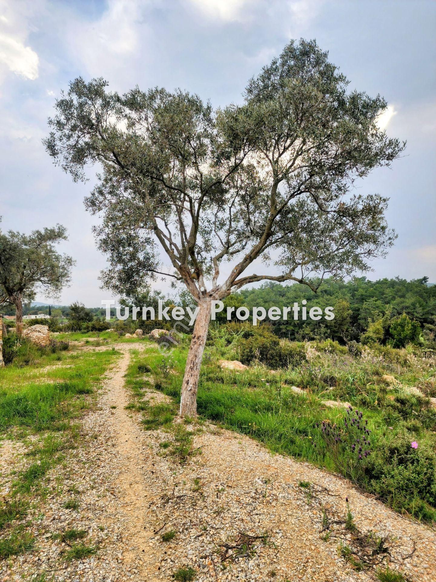 Bodrum Kumköyde 11.555 M² Yatırım Değeri Yüksek Satılık Arazi - Görsel 11
