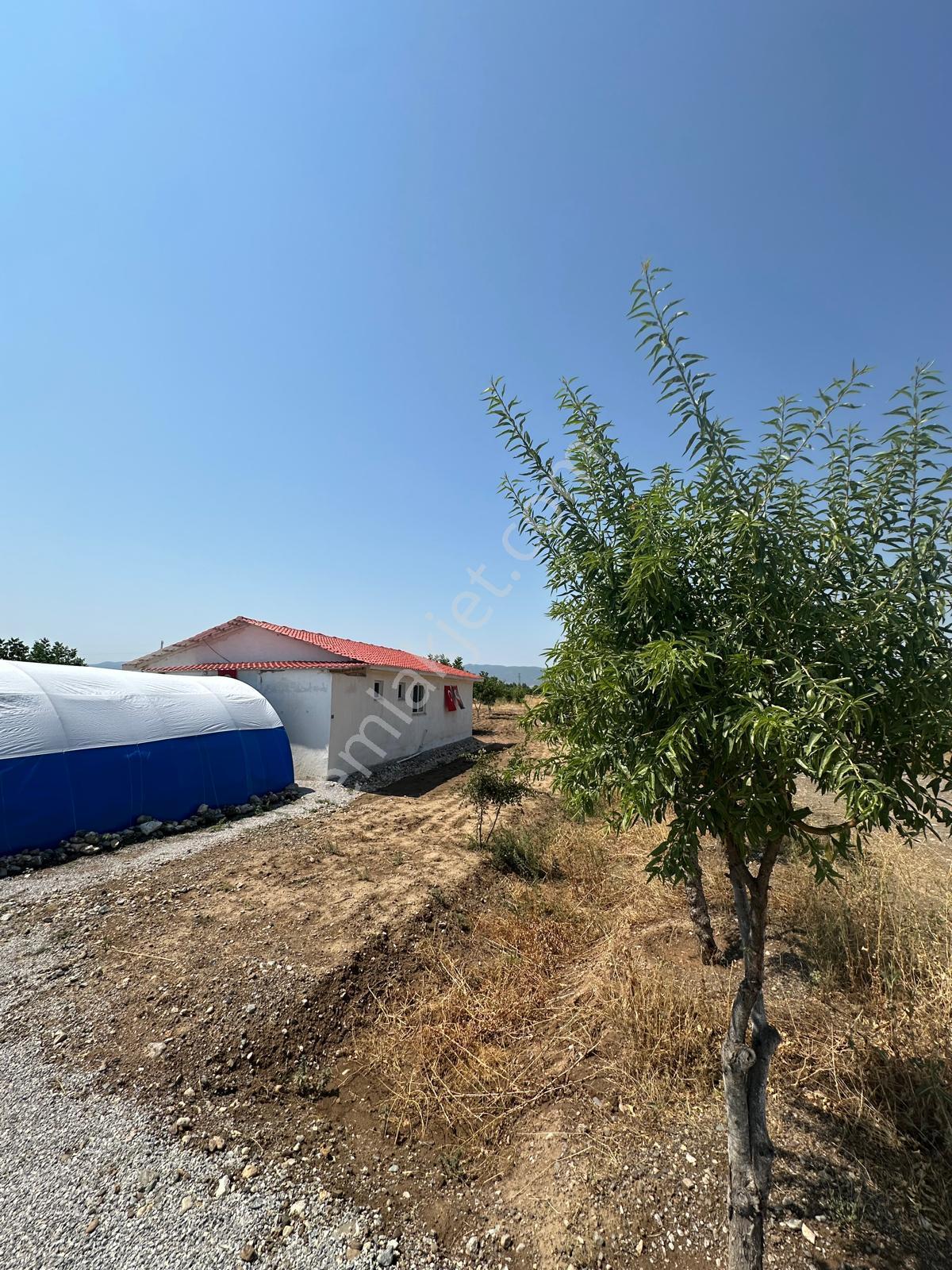 Şahin Büke Emlaktan Denizli Acıpayam Dodurga Mah. Satılık 6.156m² Ceviz Bahçesi - Görsel 9