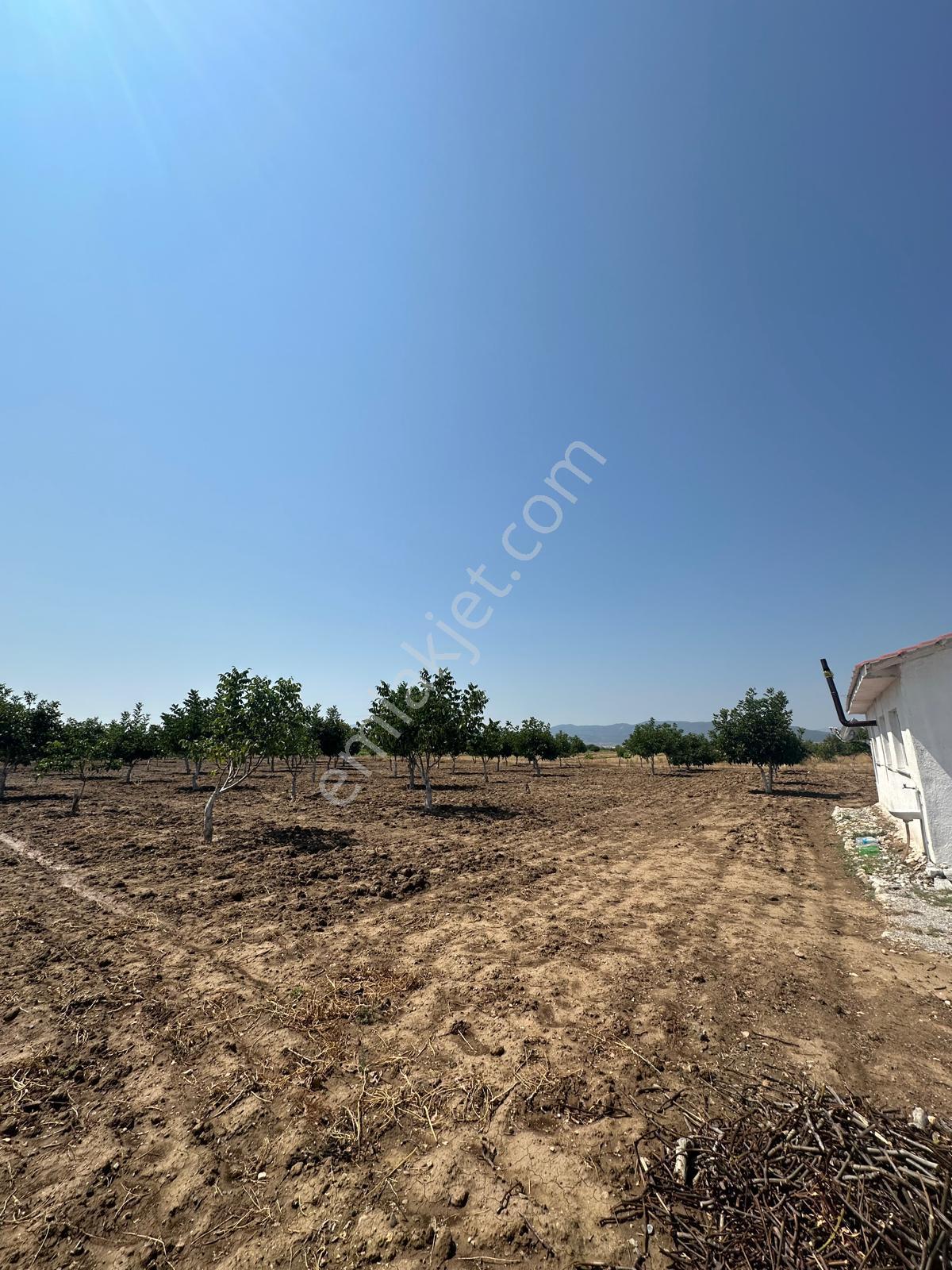 Şahin Büke Emlaktan Denizli Acıpayam Dodurga Mah. Satılık 6.156m² Ceviz Bahçesi - Görsel 8