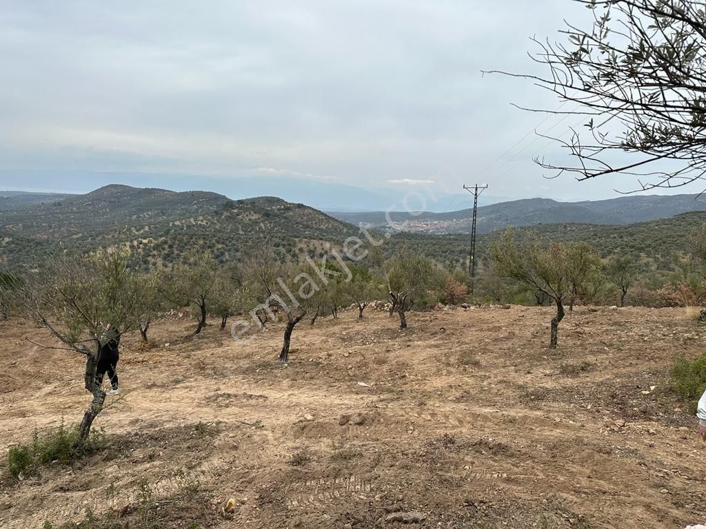 Buse Emlaktan Burhaniye Avunduk Mahallesinde Yatırımlık Zeytinlik - Görsel 13