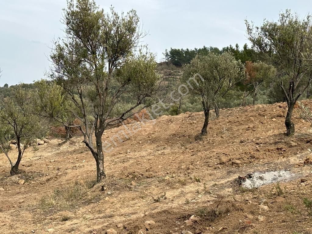 Buse Emlaktan Burhaniye Avunduk Mahallesinde Yatırımlık Zeytinlik - Görsel 9