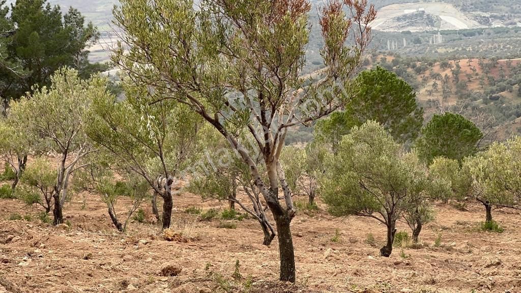 Buse Emlaktan Burhaniye Avunduk Mahallesinde Yatırımlık Zeytinlik - Görsel 17