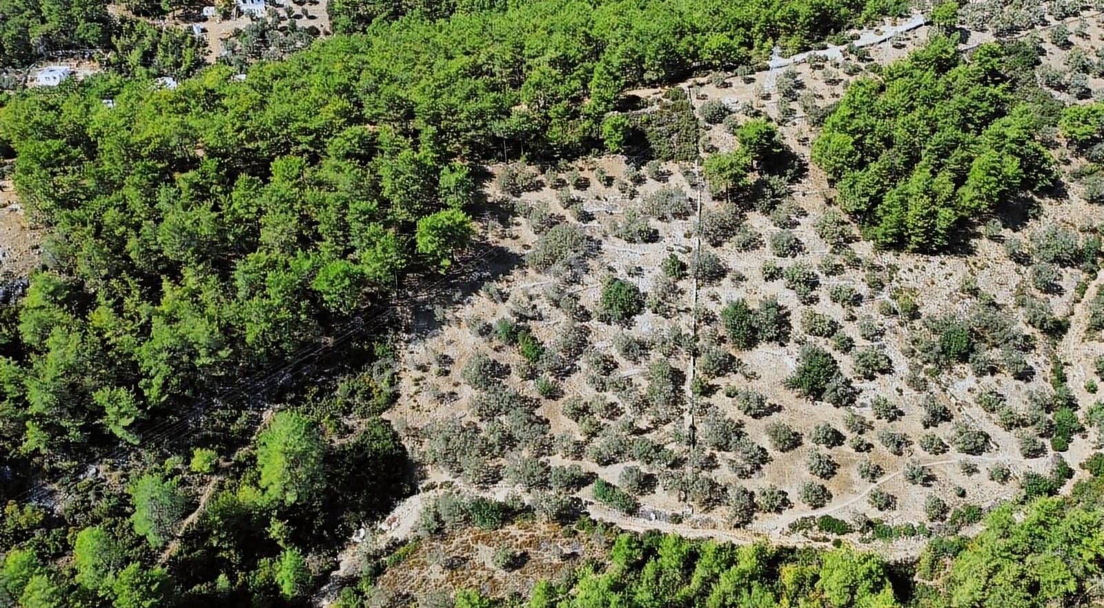 Bodrum Kızılağaç'ta Merkeze Ve İmara Yakın Müstakil Fırsat Tarla