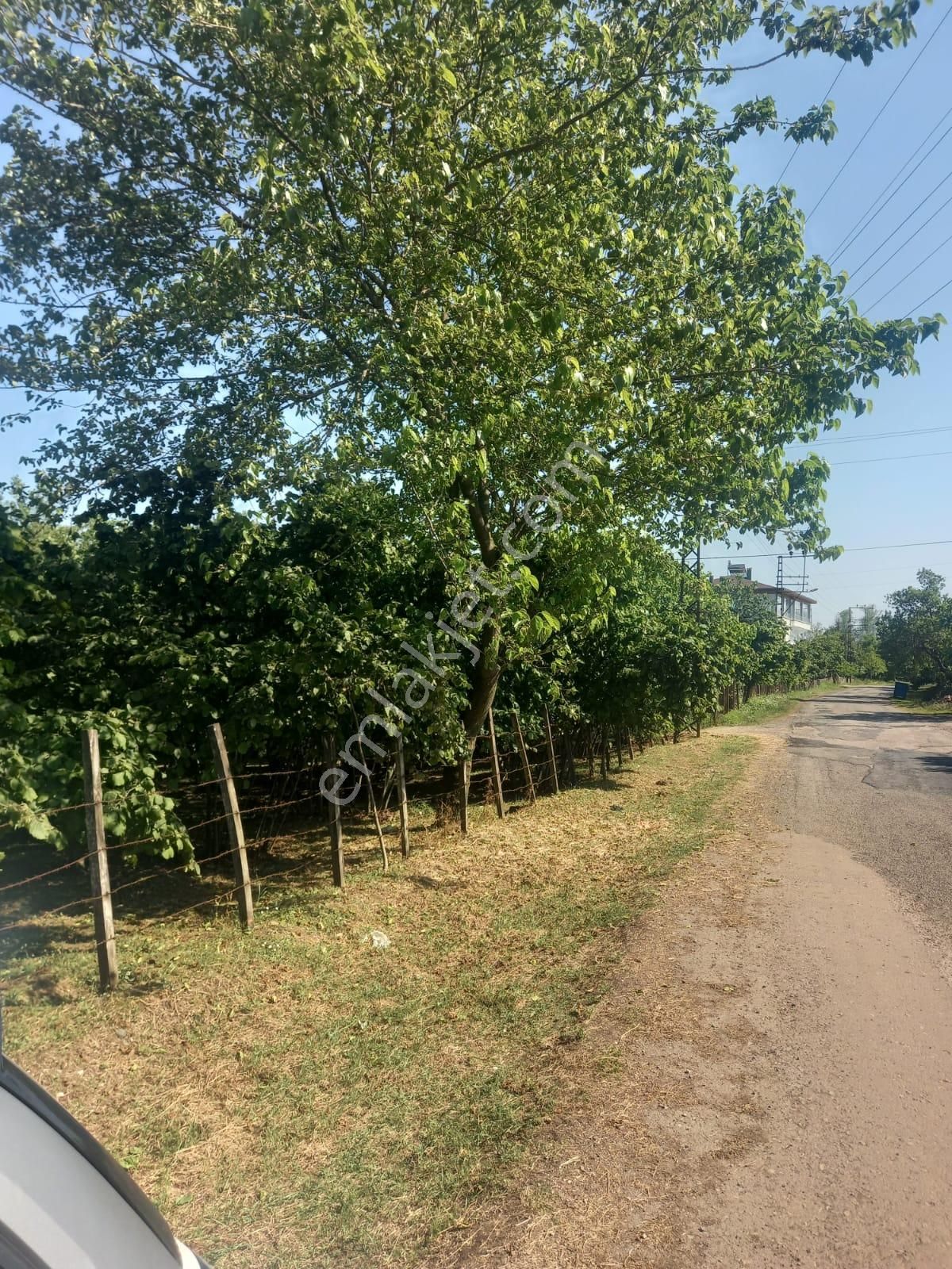 Ordu Fatsa'da Harika Lokasyonda 7200m2 Hisseli Fındık Bahçesi!