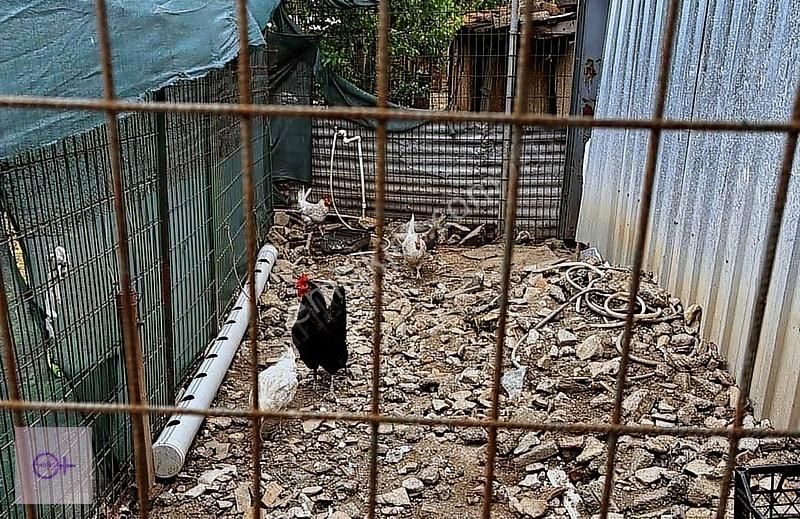 Violetten İçinde Ev Olan Satılık Arsa Koyunhisar Yenişehir Bursa - Görsel 4