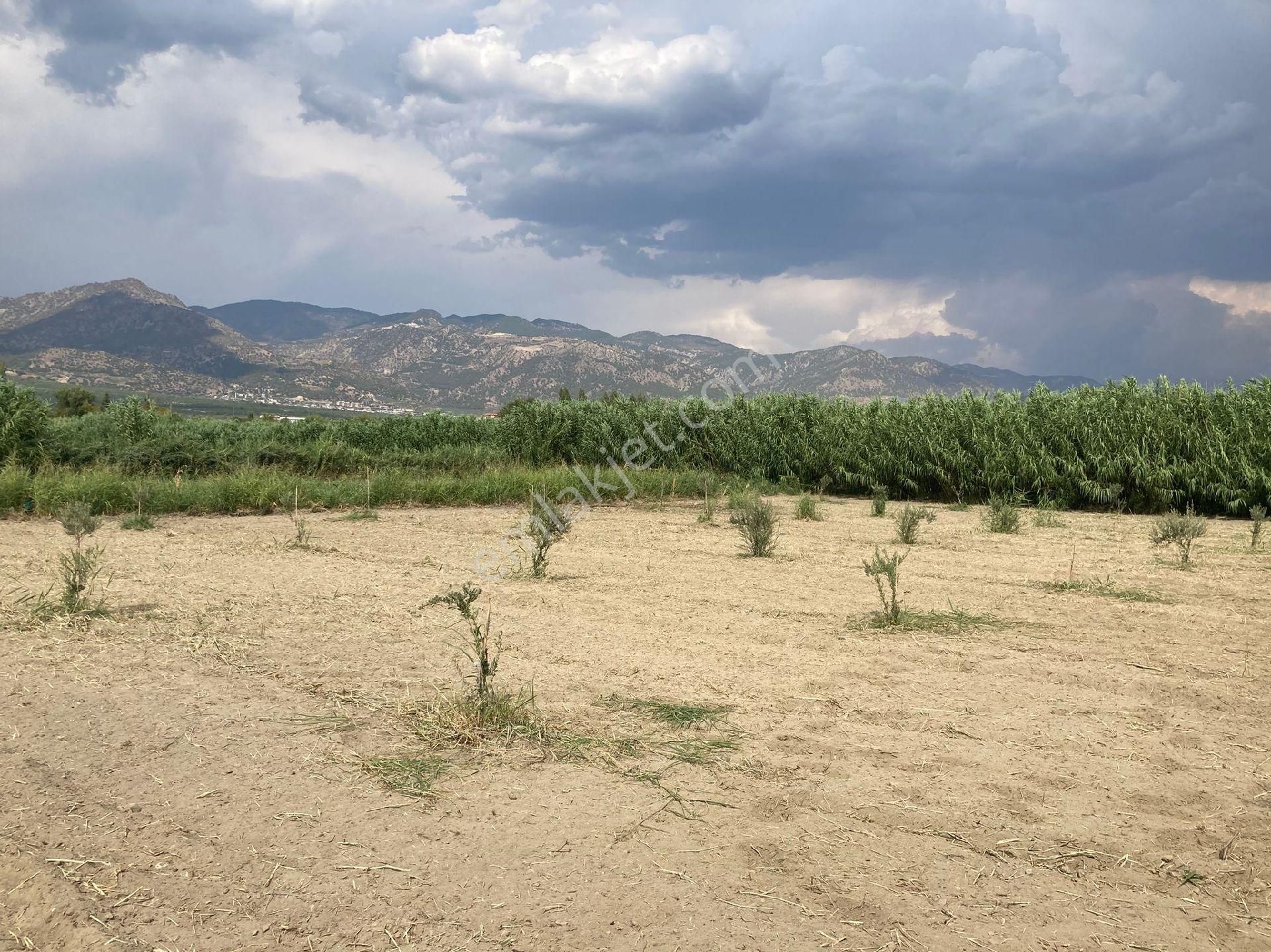 Mirac Emlaktan 1600 M2 Zeytin Bahçemiz Satılıktır