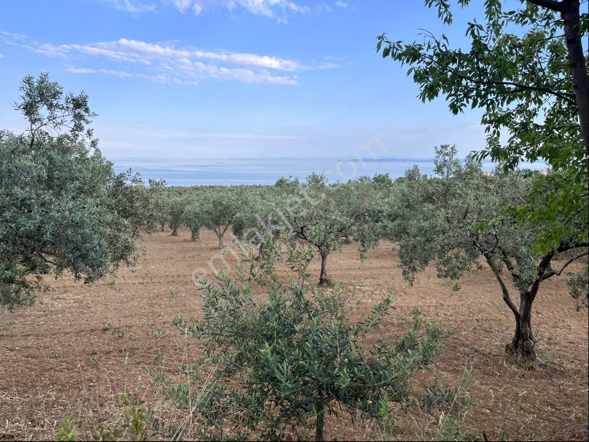 Şarköy Y. Kalamış Mh. Deniz Manzaralı Ulaşımı Kolay 75 Adet Zeytin Ağaçlı Arsa Satılık
