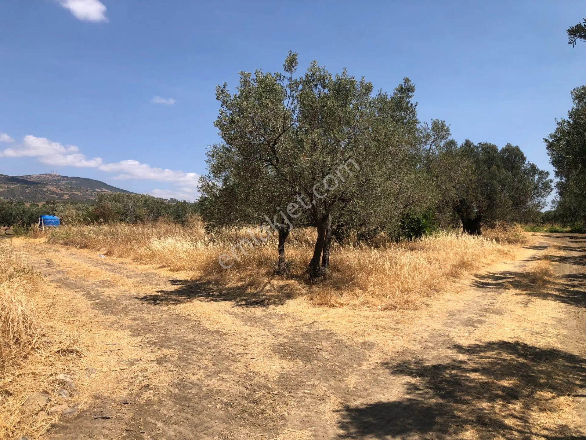 Şarköyde Işık Emlaktan Eriklice Mah De 1326 M2 Zeytinlik - Görsel 4