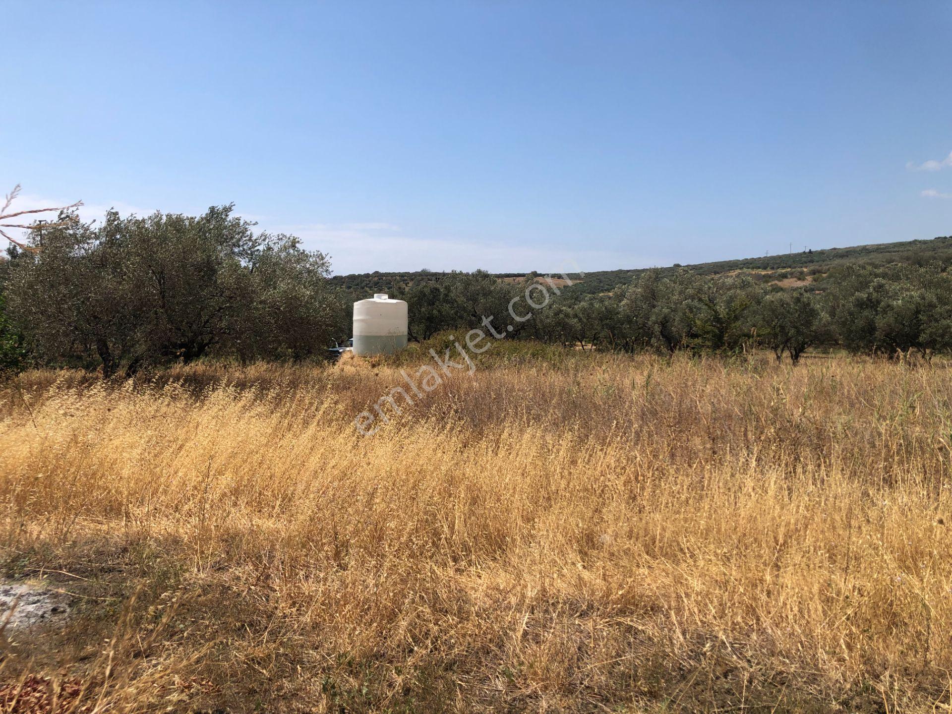 Şarköyde Işık Emlaktan Eriklice Mah De 1326 M2 Zeytinlik - Görsel 10