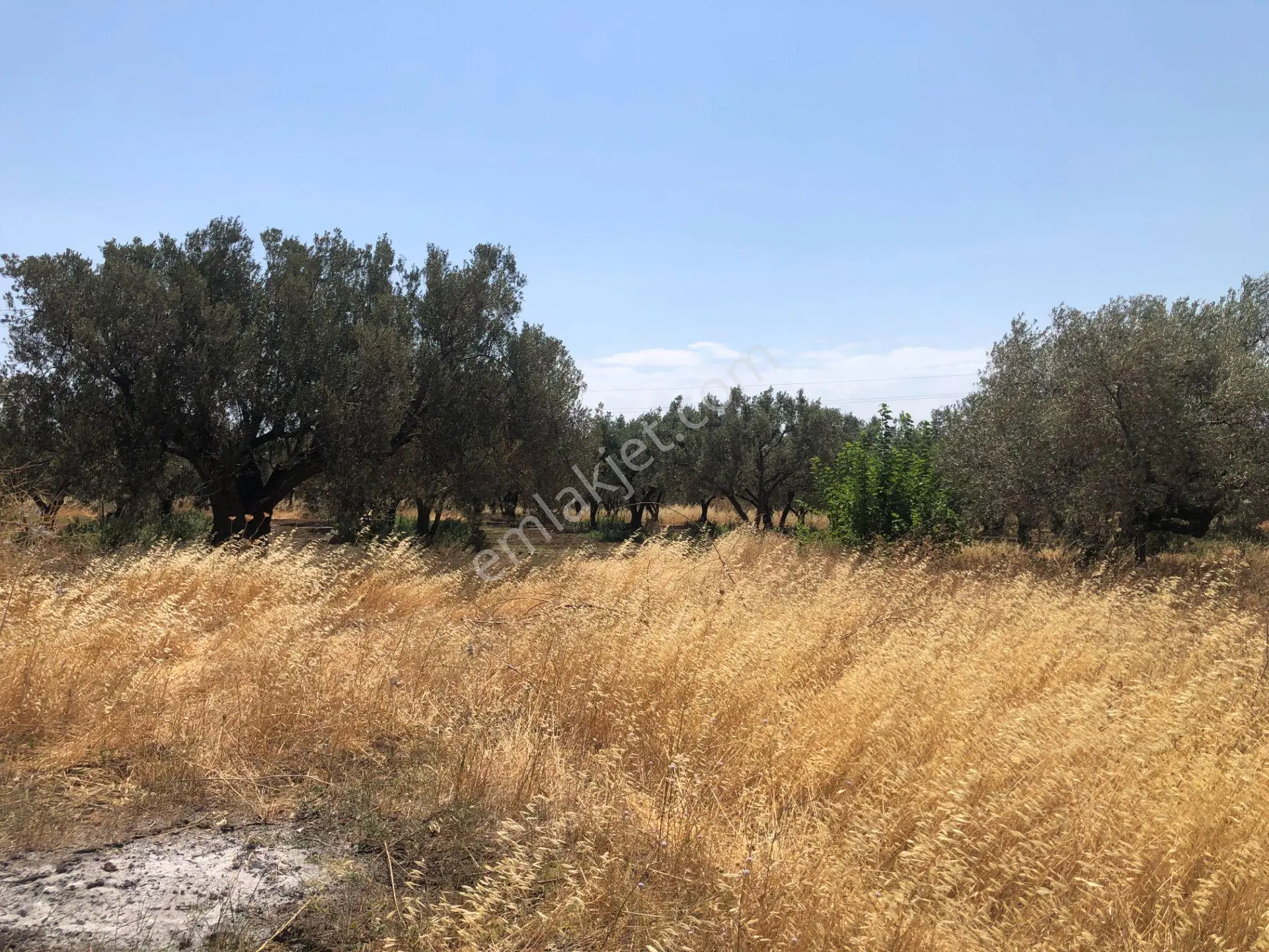 Şarköyde Işık Emlaktan Eriklice Mah De 1326 M2 Zeytinlik - Görsel 2