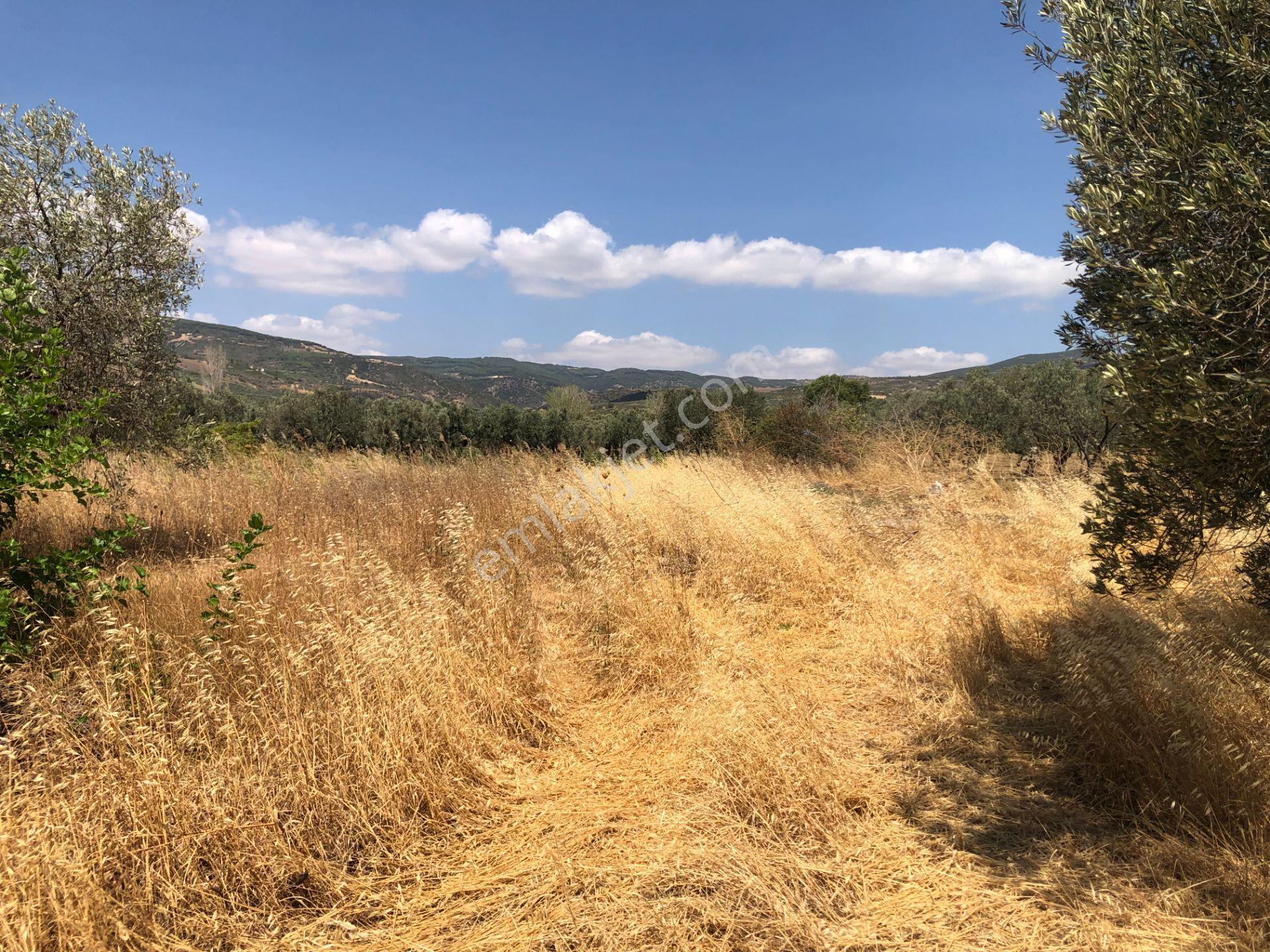 Şarköyde Işık Emlaktan Eriklice Mah De 1326 M2 Zeytinlik - Görsel 9