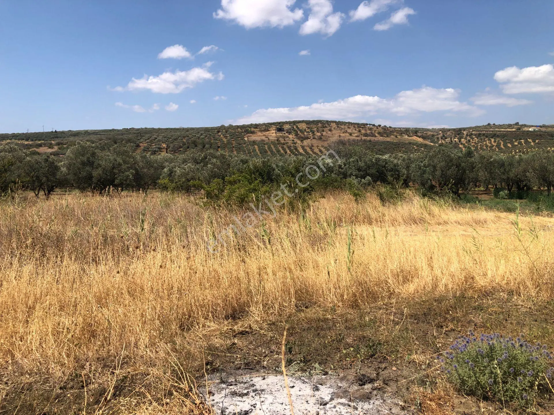 Şarköyde Işık Emlaktan Eriklice Mah De 1326 M2 Zeytinlik - Görsel 3