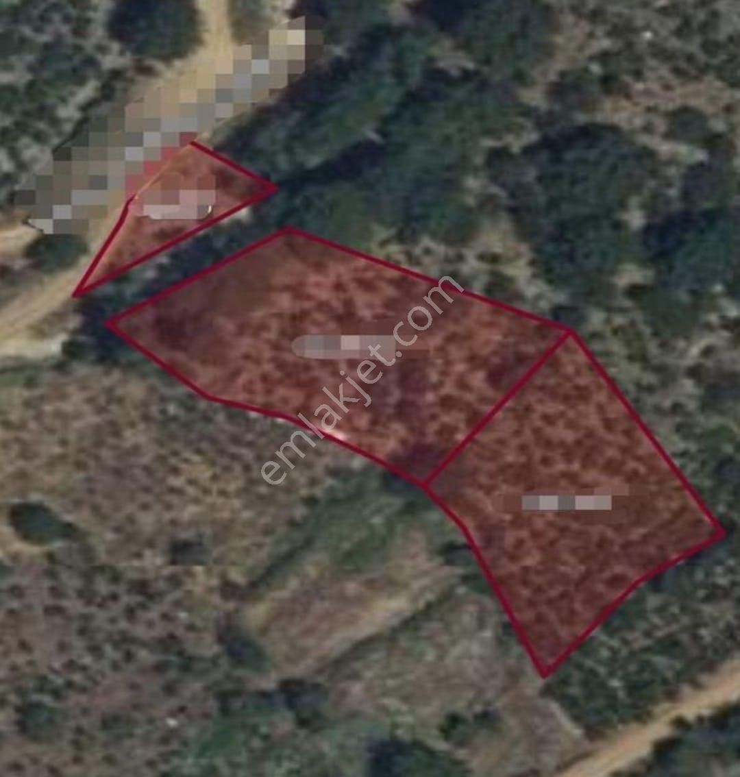 Kemal Emlak'tan Yavca Yaylasında Köy İçi İmarlı Çok Çeşitli Mevye Ağaçlı Satılık 2669 M2 Bahçe - Görsel 2