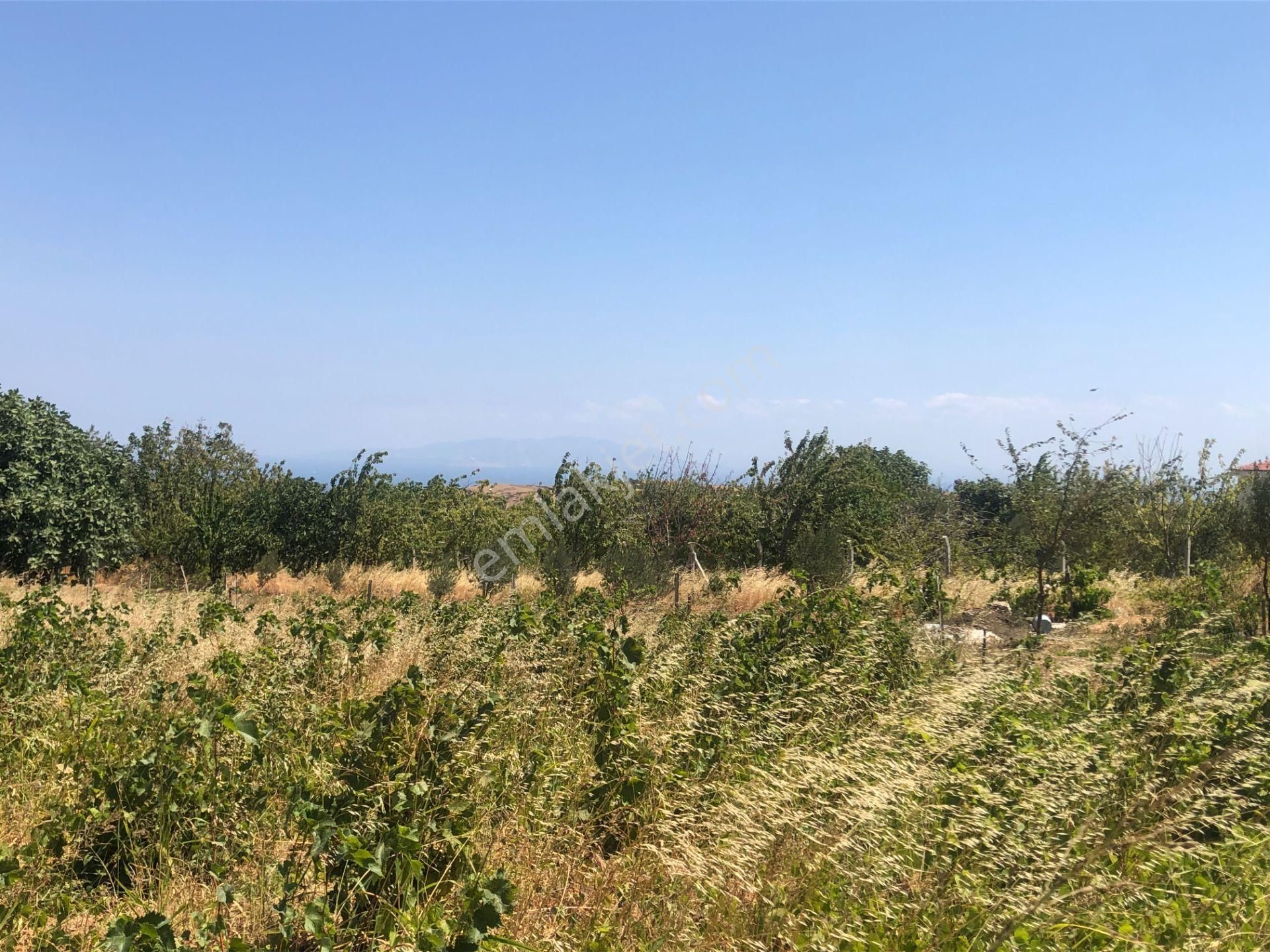 Şarköy De Işık Emlaktan Tepeköy Mah De 916 M2 0/35 İmarlı Arsalar - Görsel 4