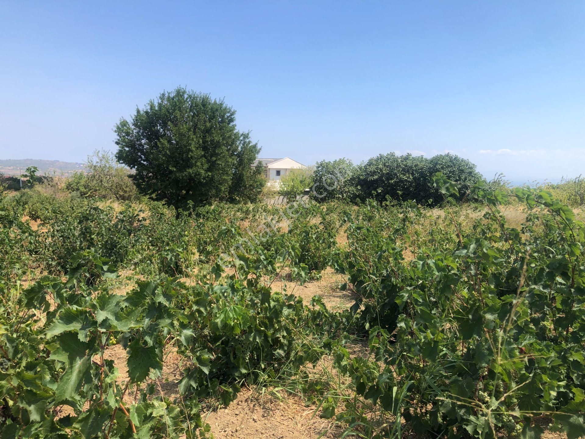 Şarköy De Işık Emlaktan Tepeköy Mah De 916 M2 0/35 İmarlı Arsalar - Görsel 7