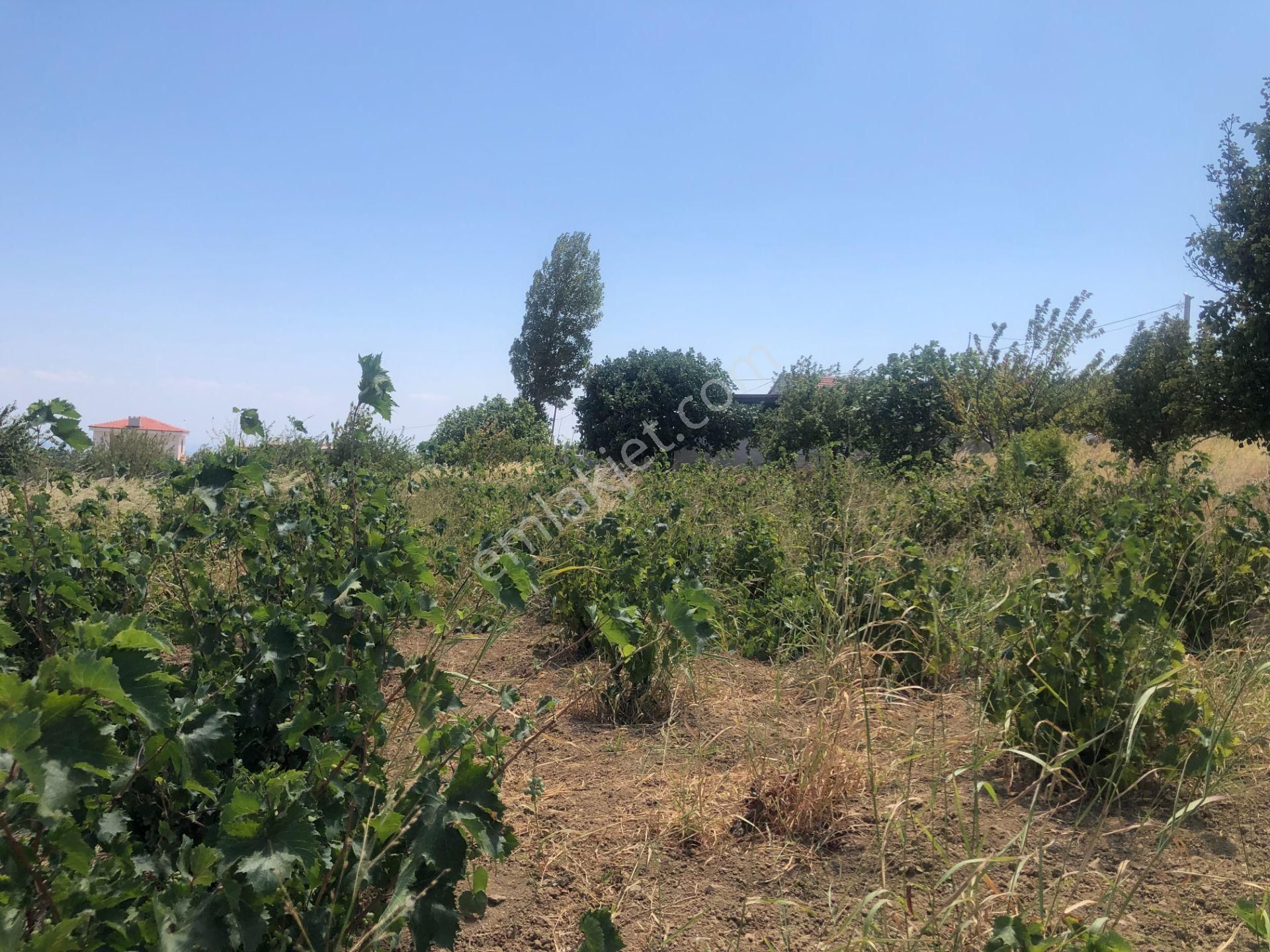 Şarköy De Işık Emlaktan Tepeköy Mah De 916 M2 0/35 İmarlı Arsalar - Görsel 10