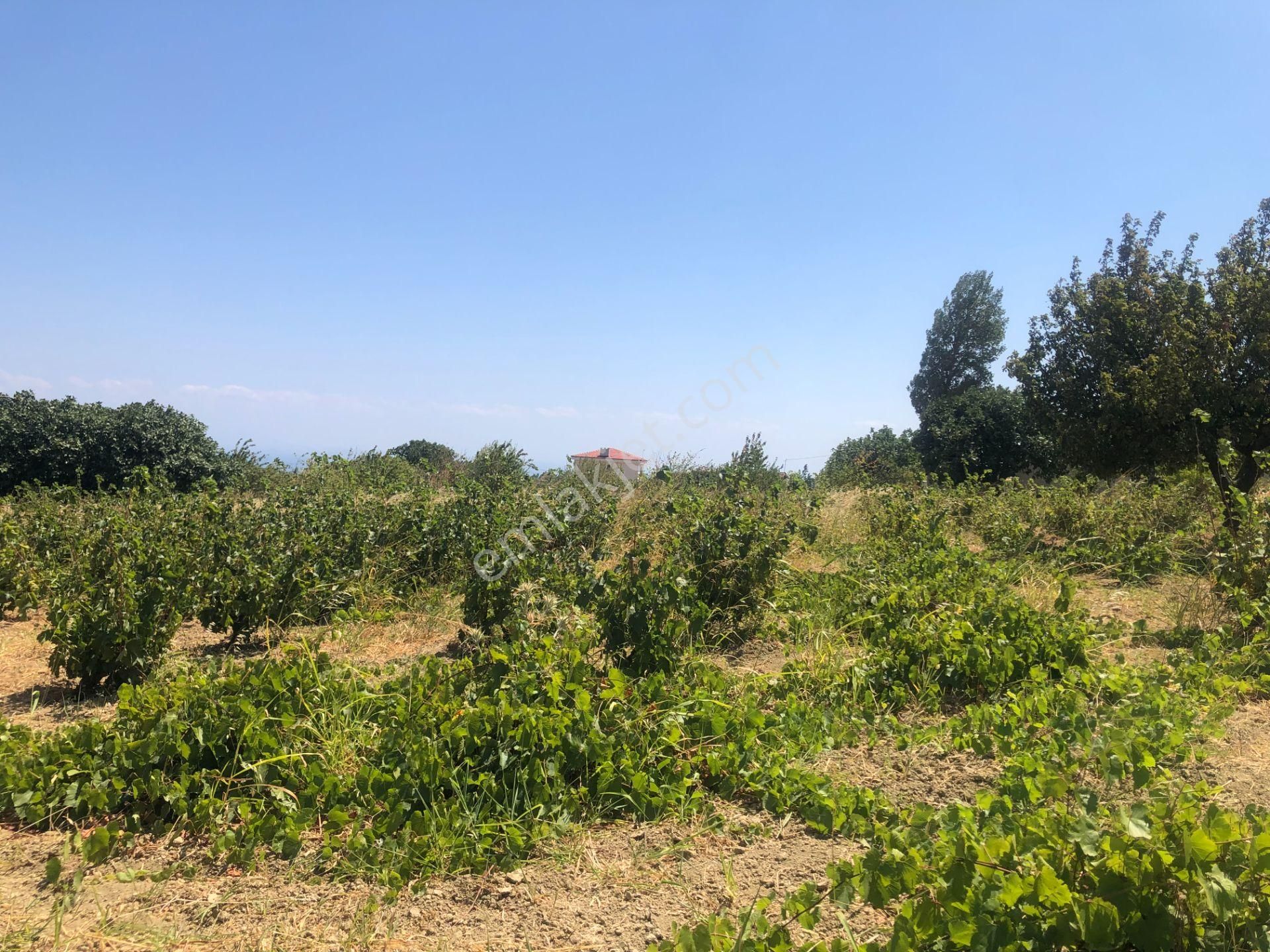 Şarköy De Işık Emlaktan Tepeköy Mah De 916 M2 0/35 İmarlı Arsalar - Görsel 11